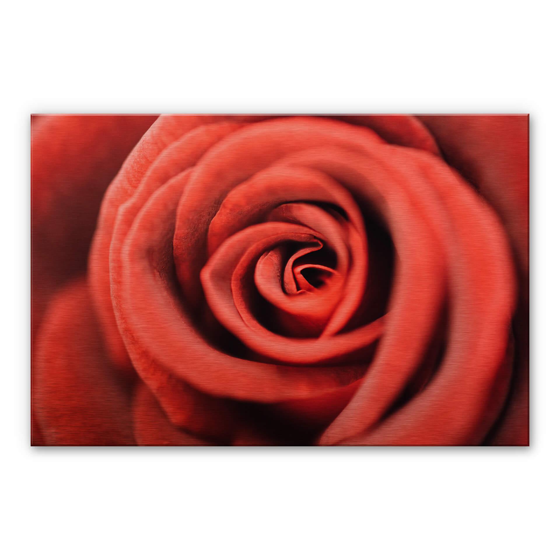 Red Rose – Alu-dibond Koper