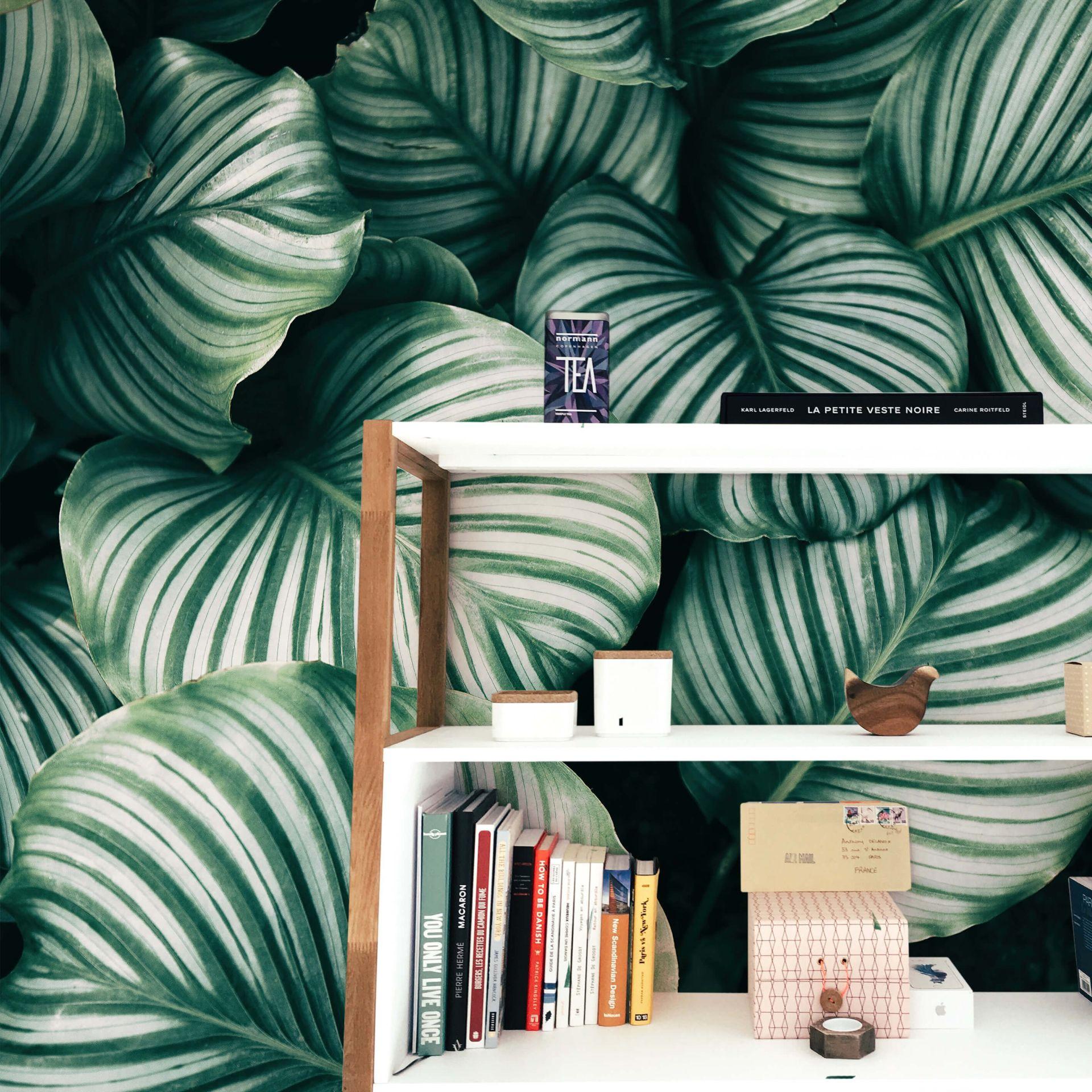 Fototapet Calathea Orbifolia - 144x260 cm
