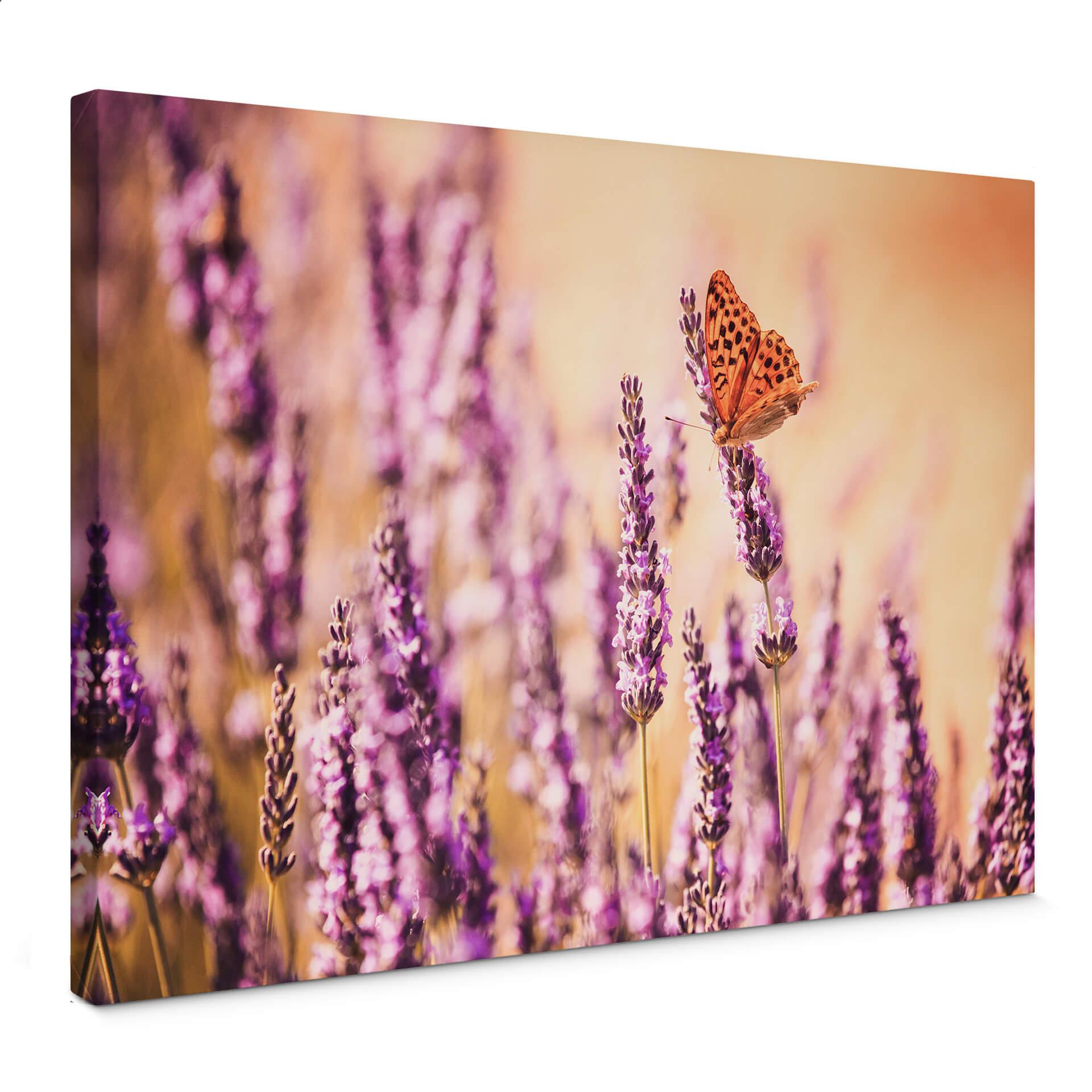 Lienzo Colombo - La mariposa en la lavanda