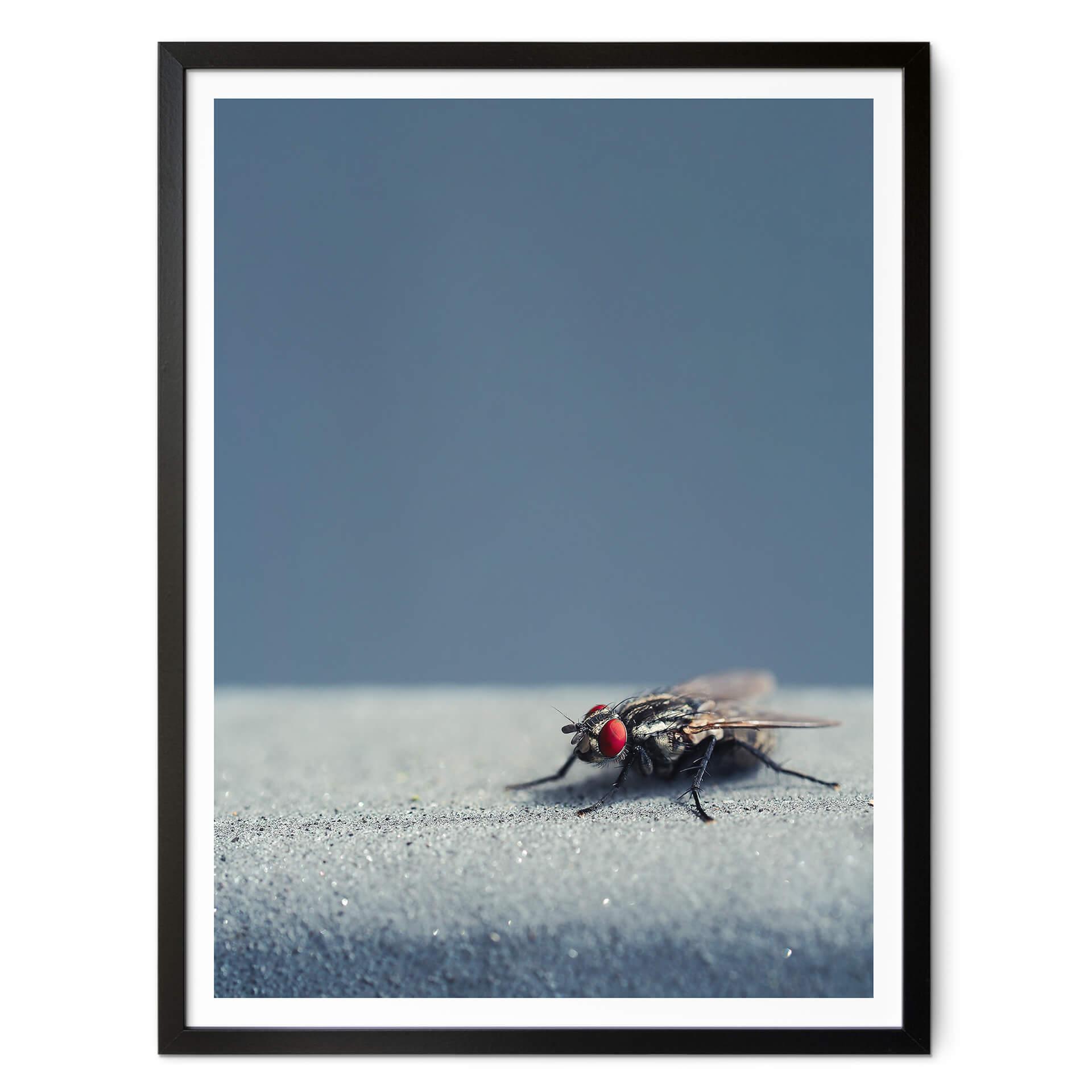 Póster Marrón - Mosca doméstica sobre azul