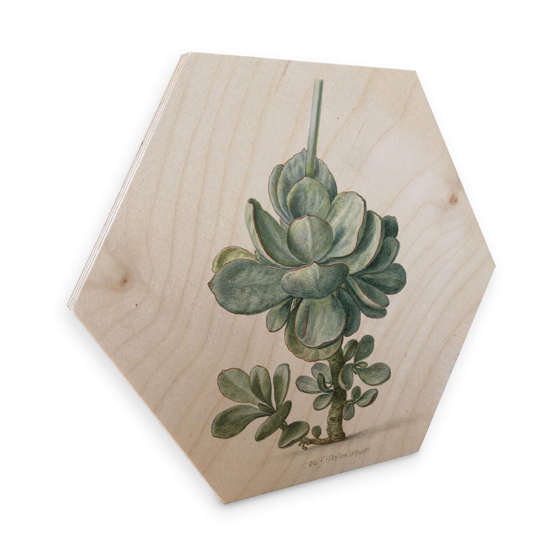 Hexagon Hout Saftleven - Vetplant