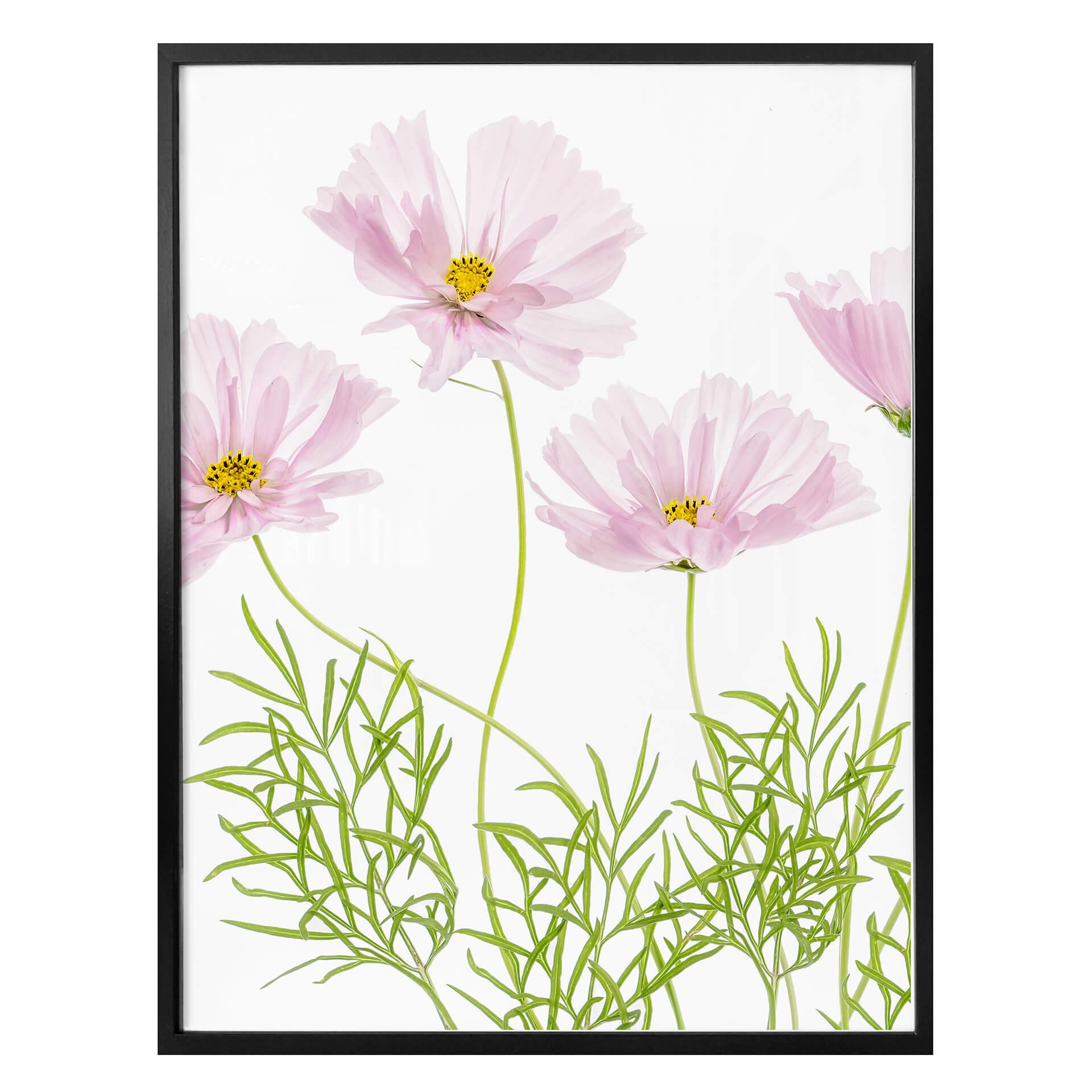 Póster Disher - Flor de verano