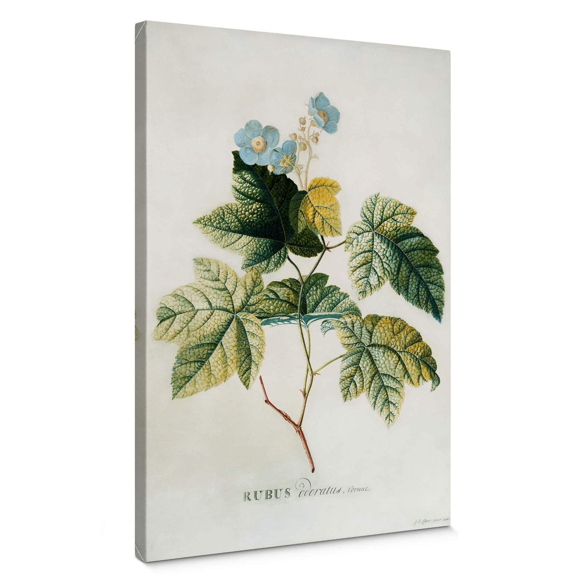 Lienzo Ehret - Rubus