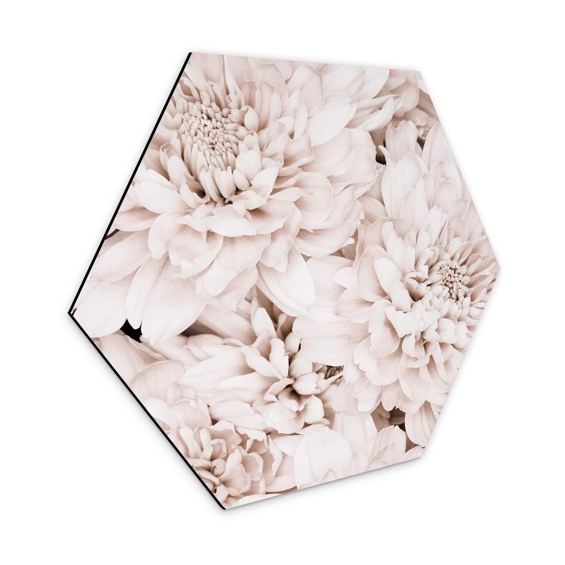 Hexagone - Alu-Dibond 1X Studio - Reine marguerite abricot 