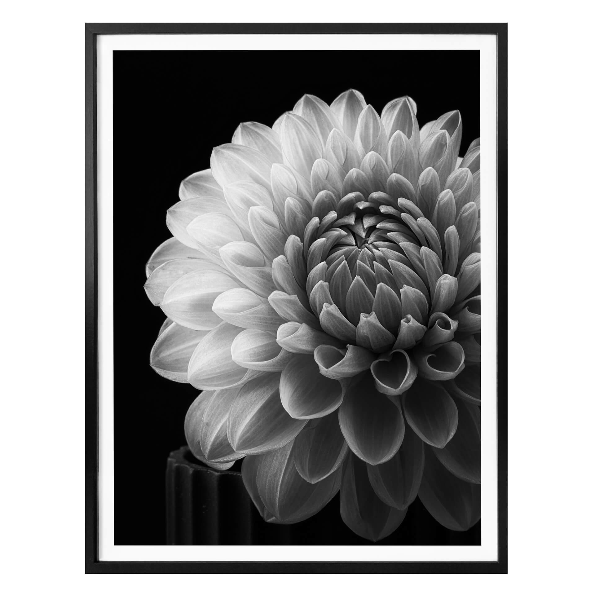 Póster Grønkjær - Dalia