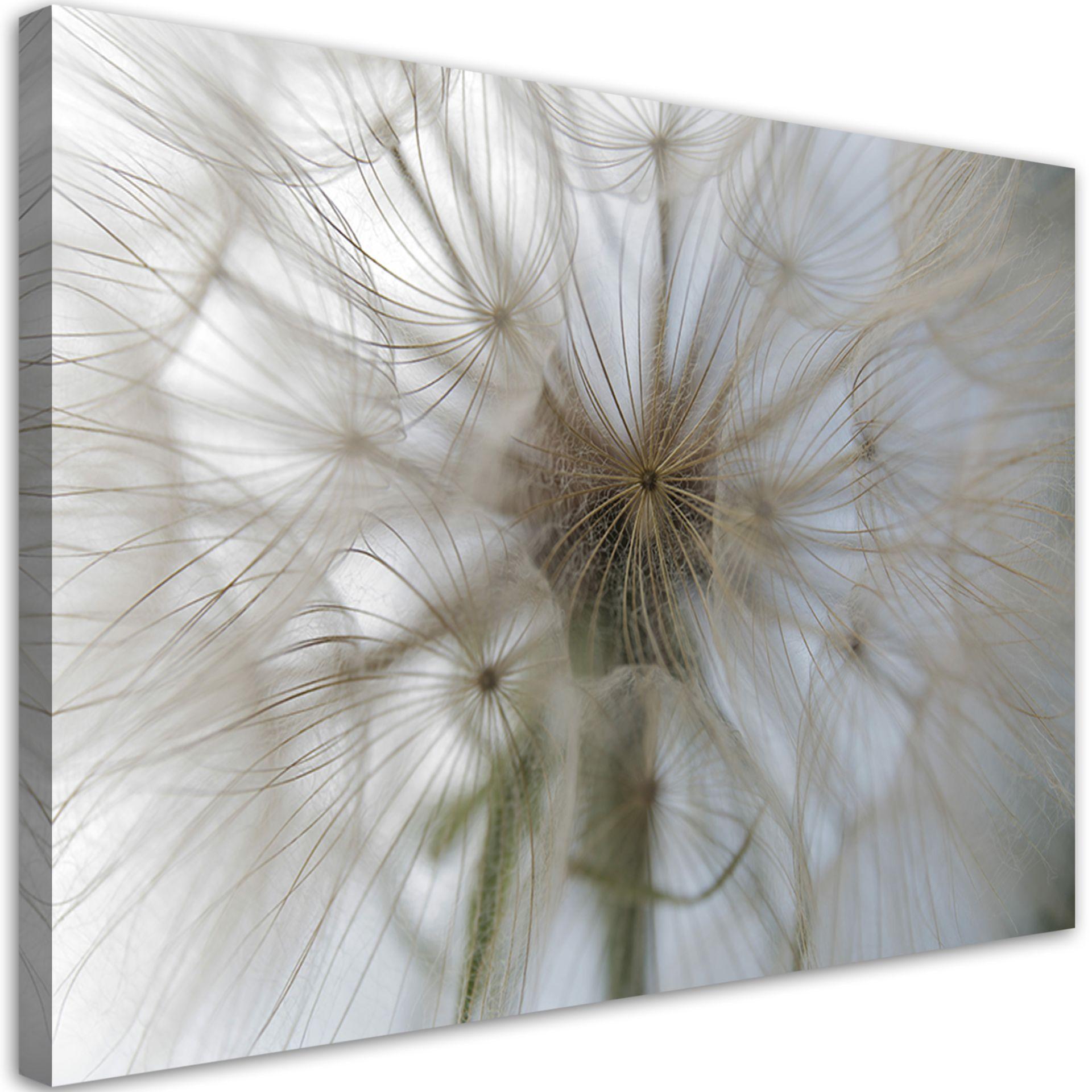 Canvasbillede, Mælkebøtteplanter natur