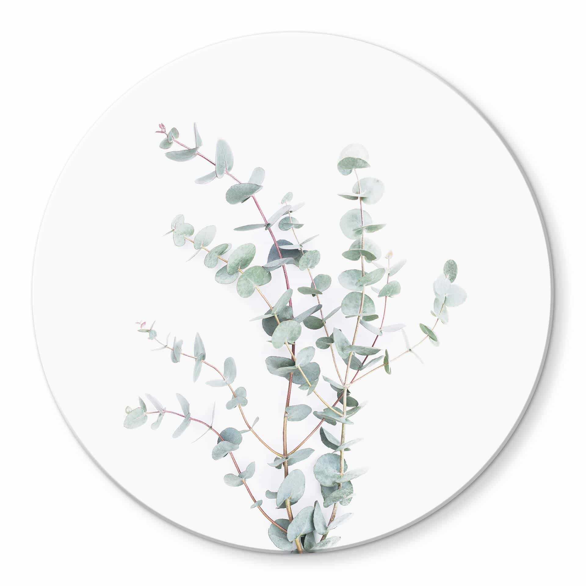 Tableau en verre Sisi & Seb - Branche d'Eucalyptus - Rond