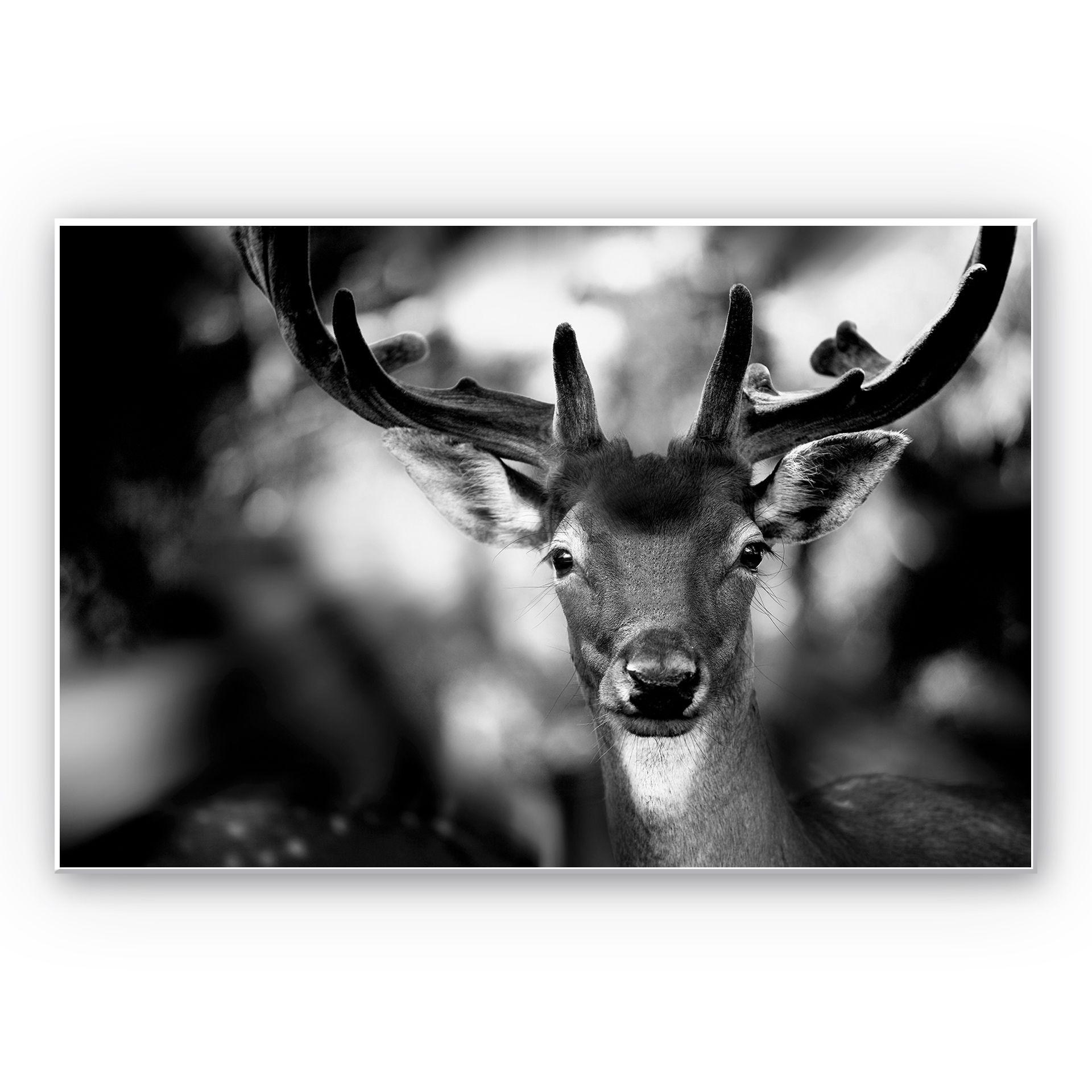 Tableau Forex - Sandra - Jeune cerf