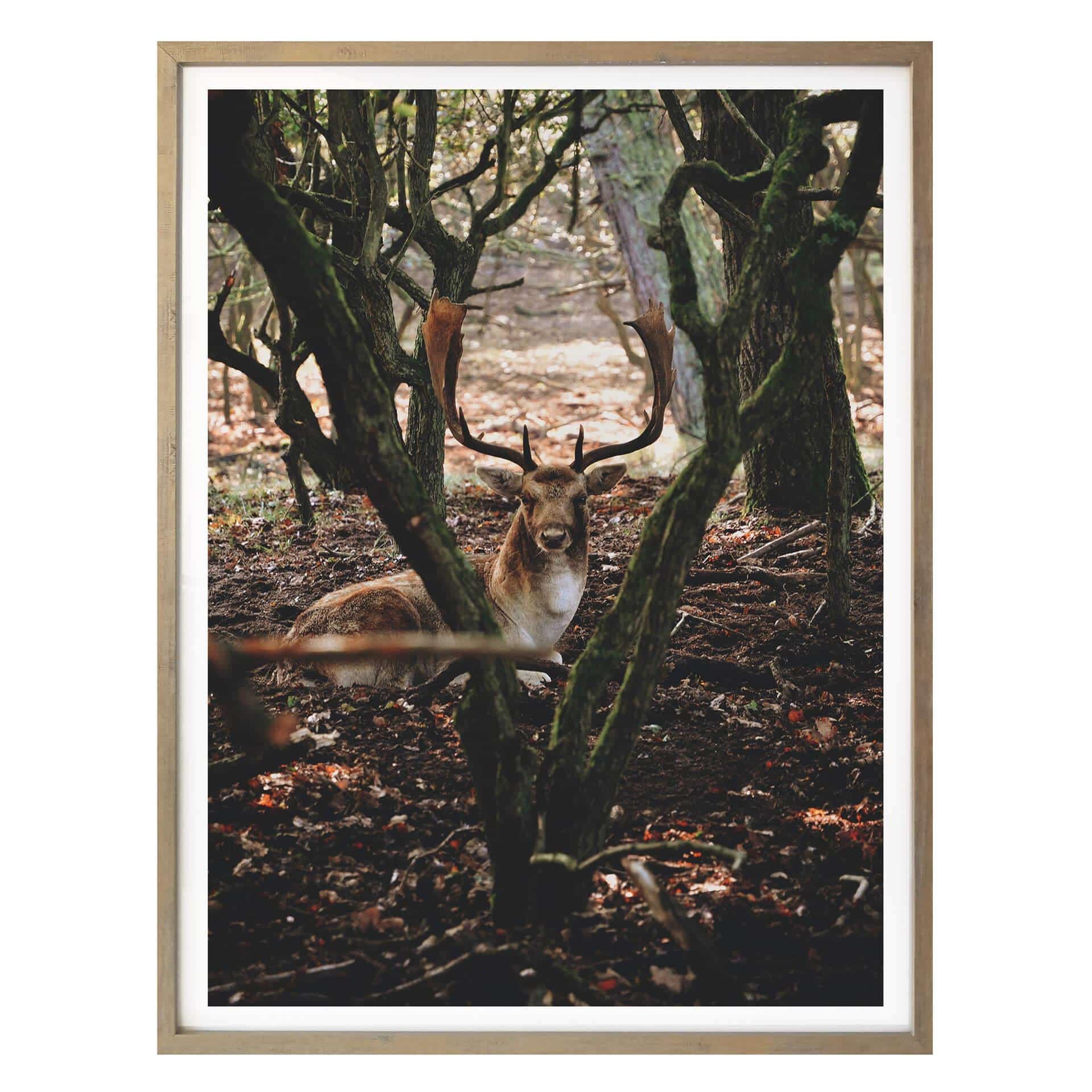 Poster Pause dans la forêt