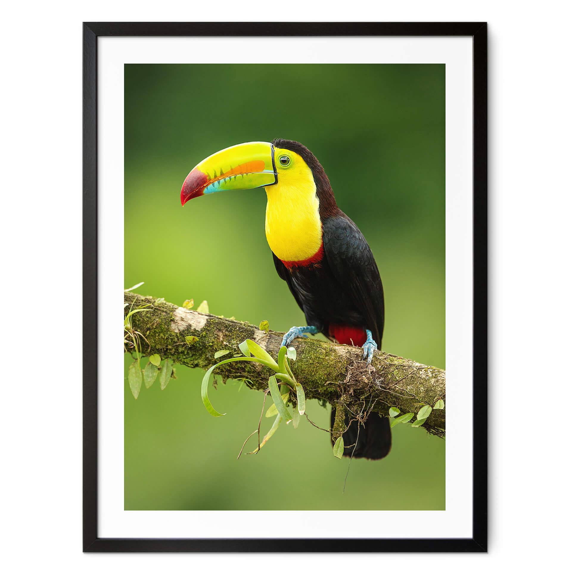 Póster van Duijn - Tucán pescador en Costa Rica