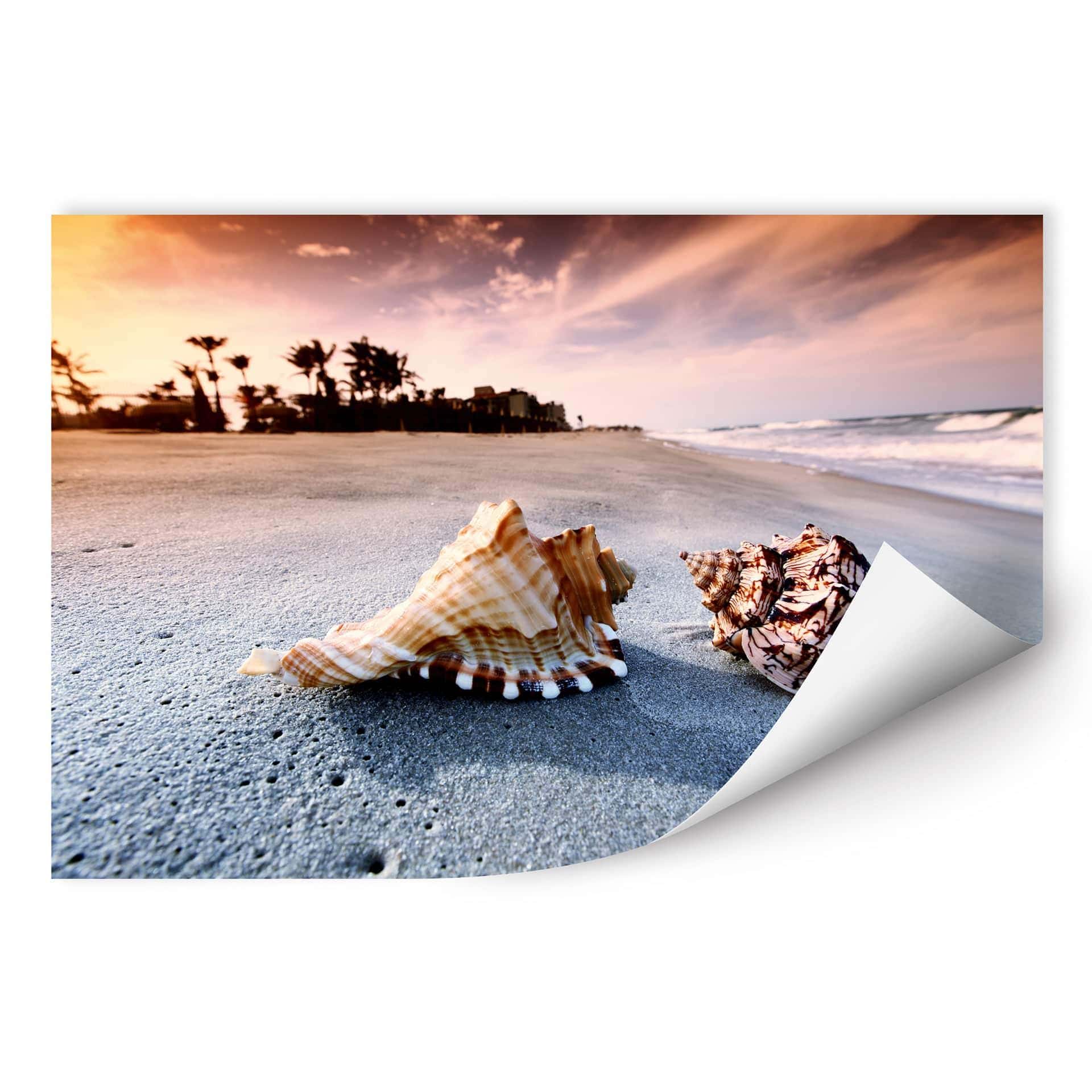 Poster autocollant - W - Paradis de Coquillages