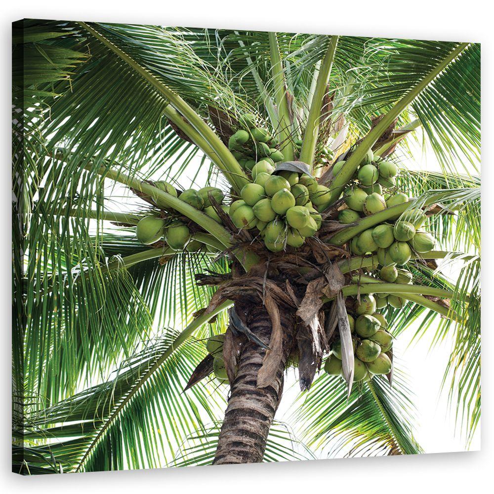 Canvasbillede, kokospalme