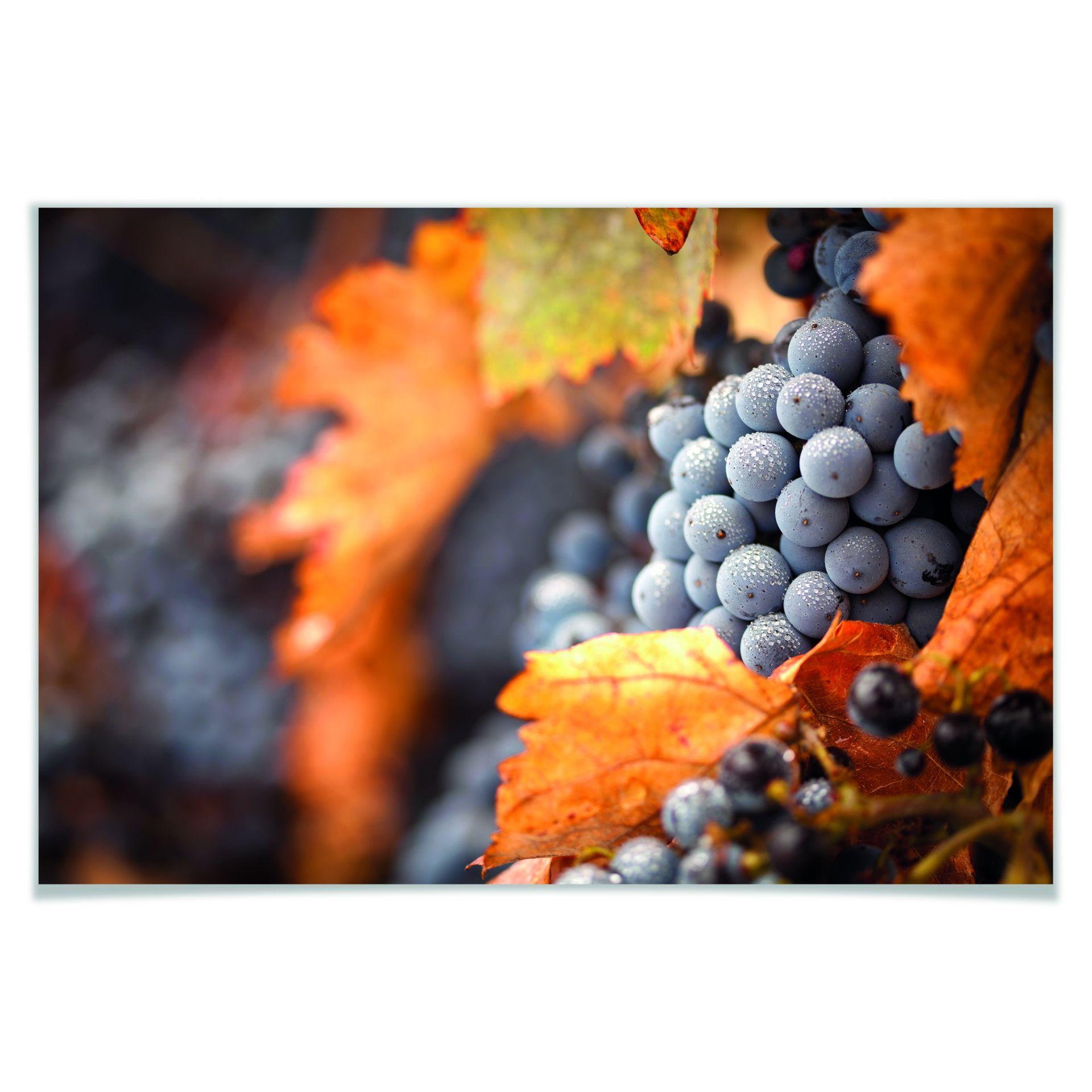 Poster - Vin en automne