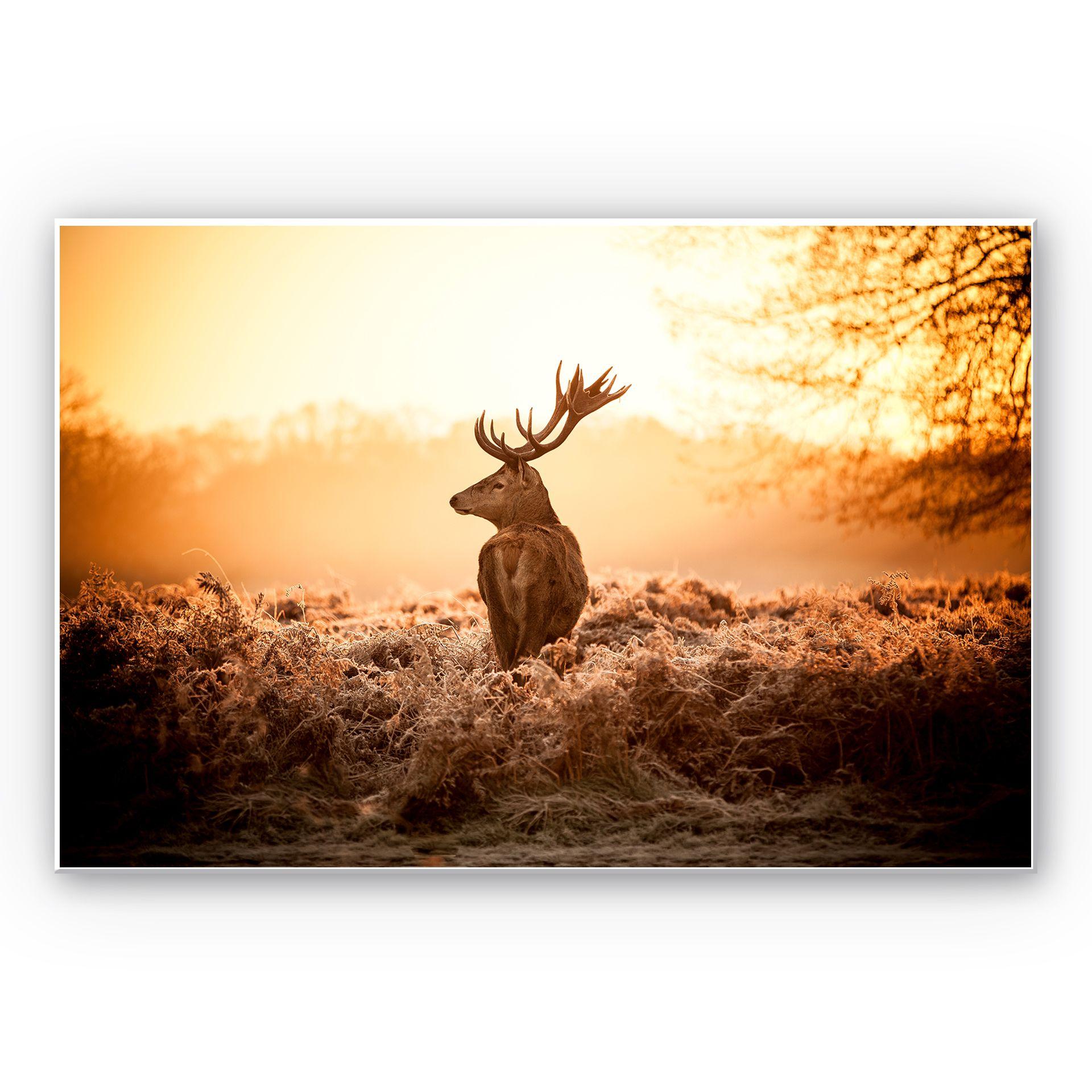 Tableau Forex - Cerf majestueux
