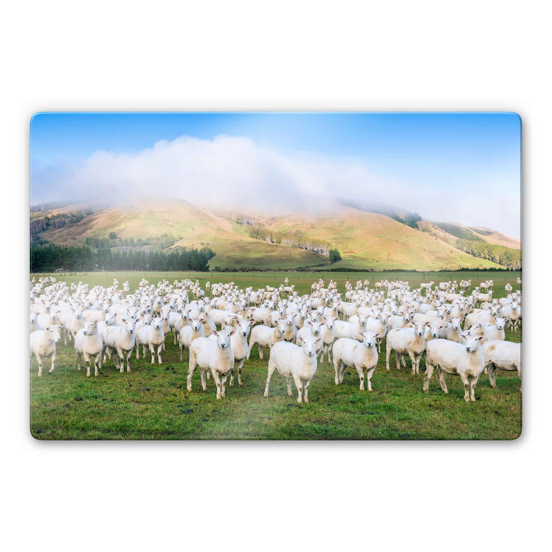 Tableau en verre Colombo - Troupeau de moutons
