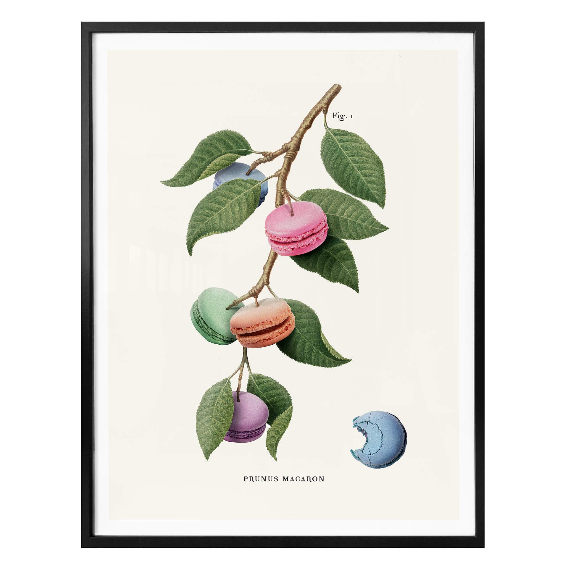 Póster Suelto - Planta de macarons