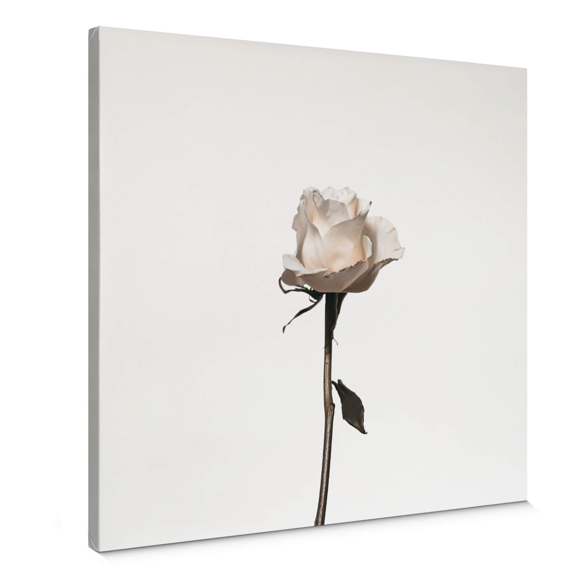 Lienzo La rosa blanca - Cuadrado