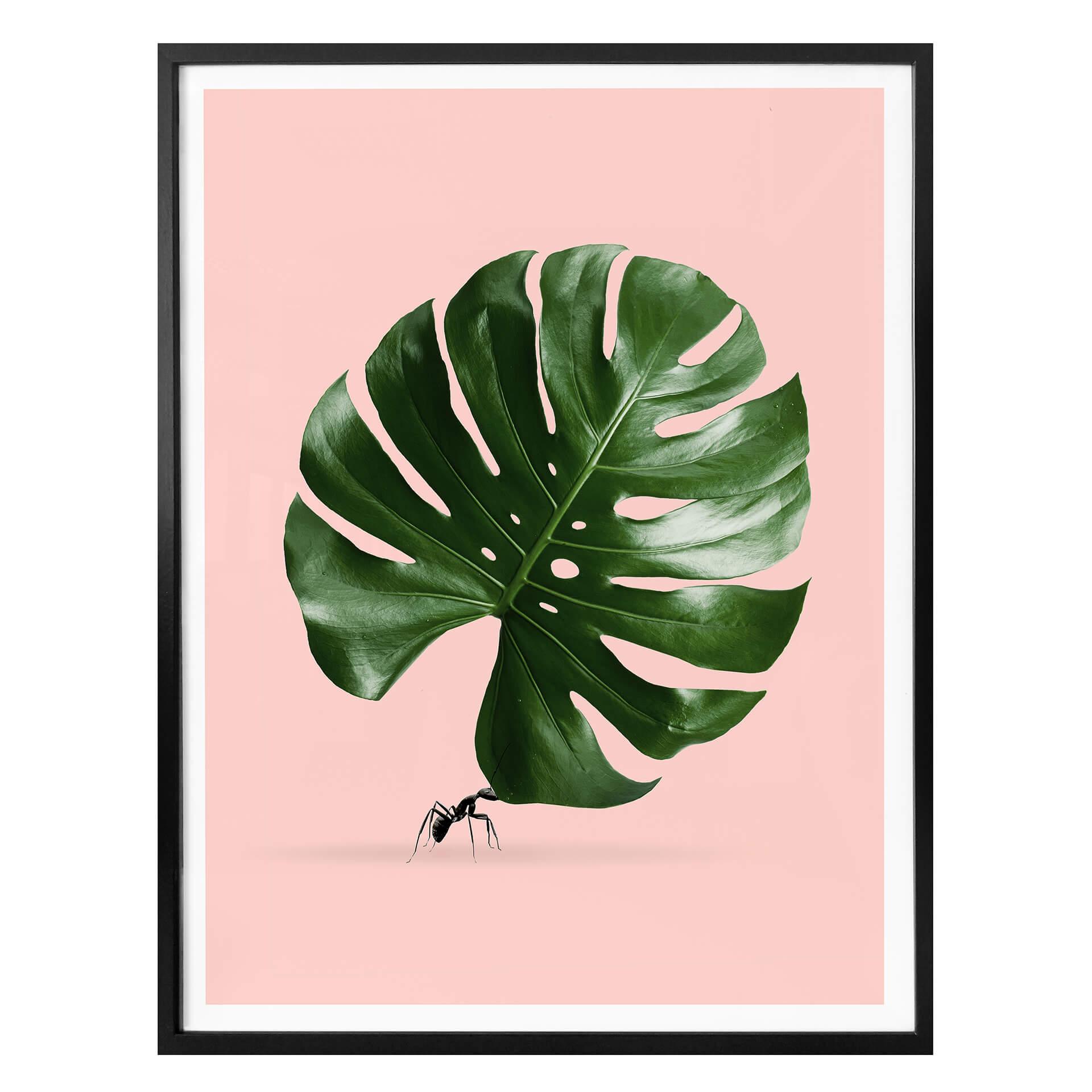 Póster Suelto - Monstera Ant
