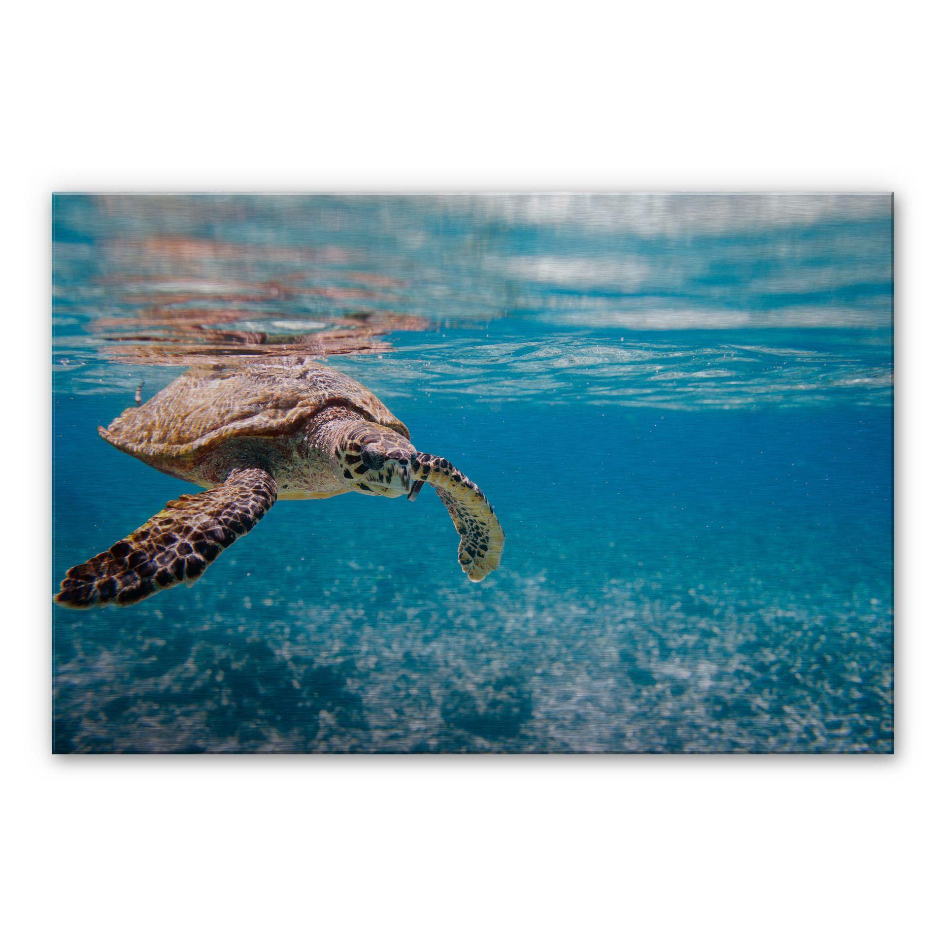 Svømmende skildpadde – print på aluminium (Alu-Dibond)