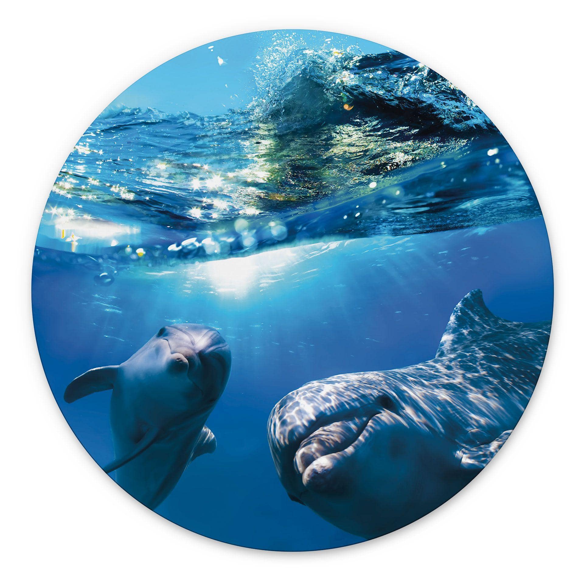 Billede Dolphins Underwater - rund – print på aluminium (Alu-Dibond)