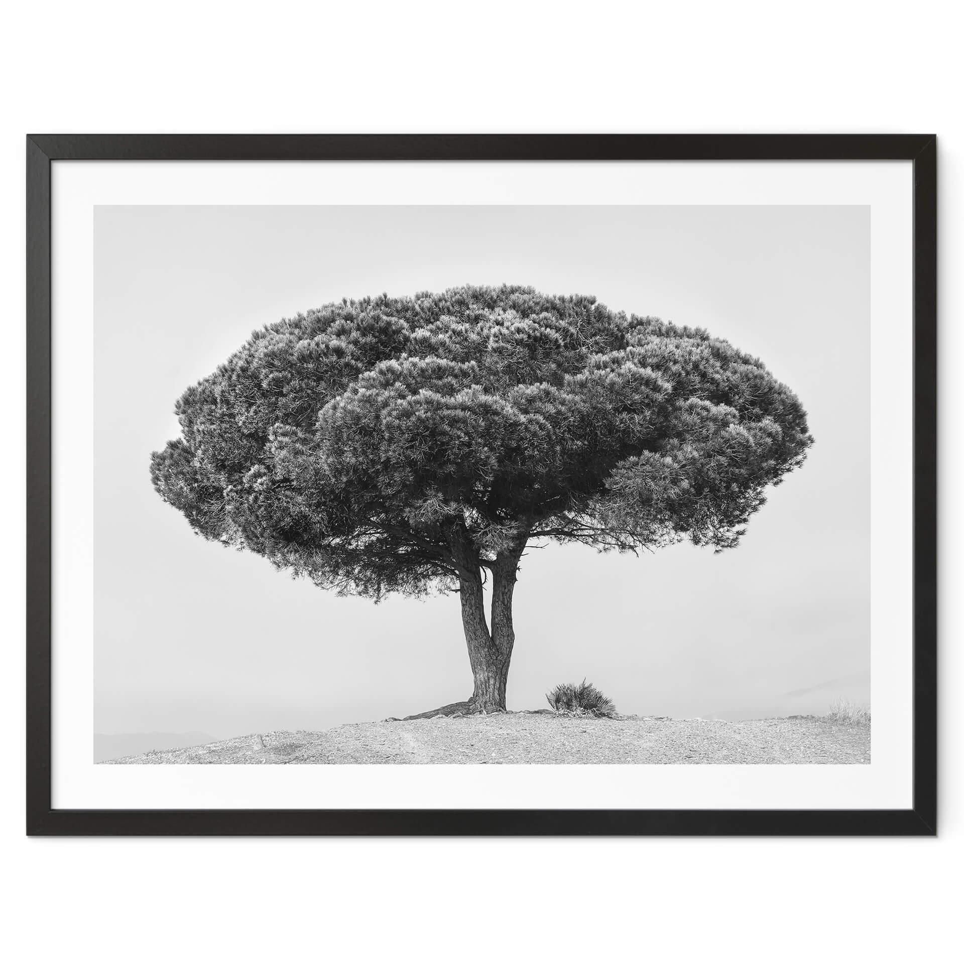 Póster Martin - Árbol en blanco y negro
