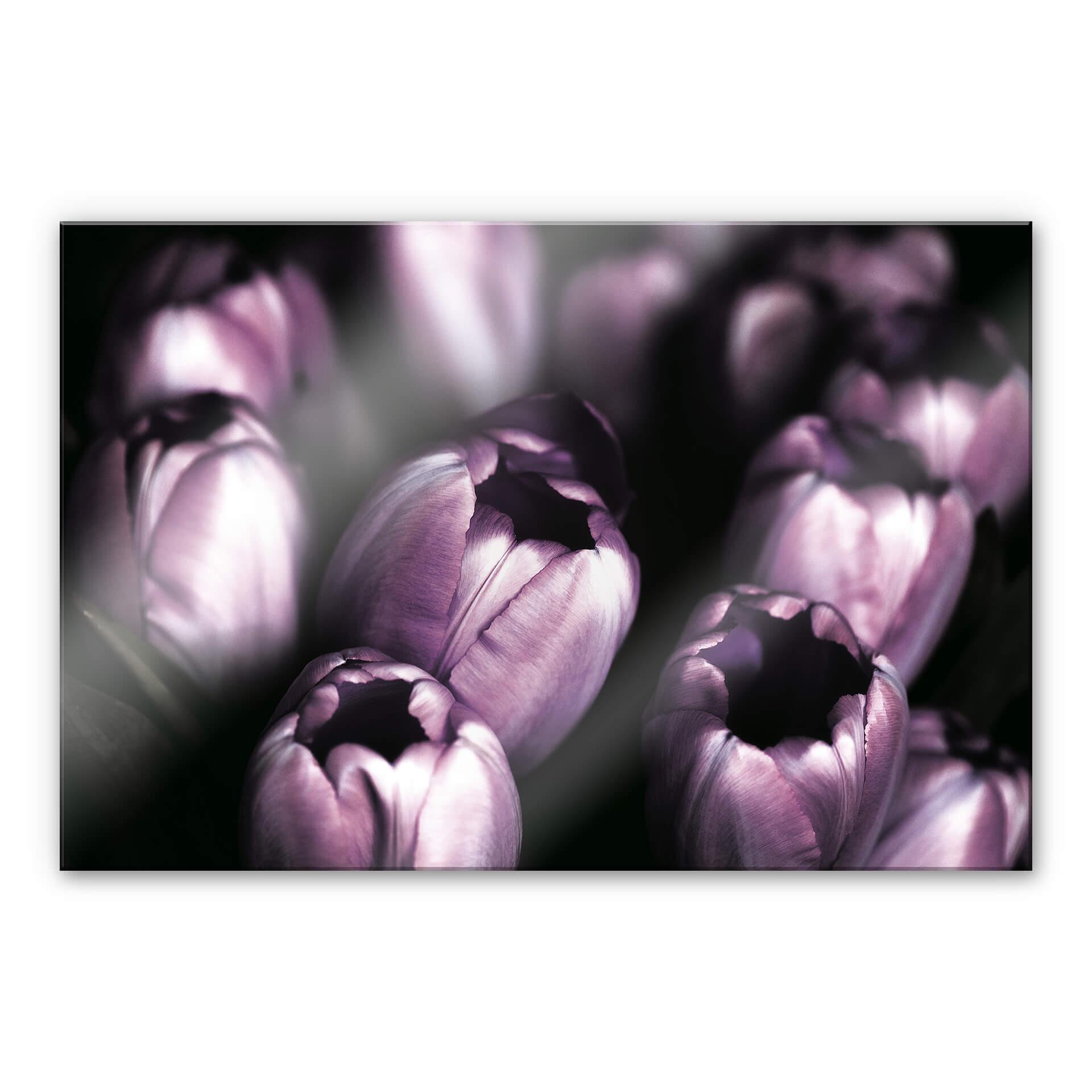 Akrylbillede Tulipaner