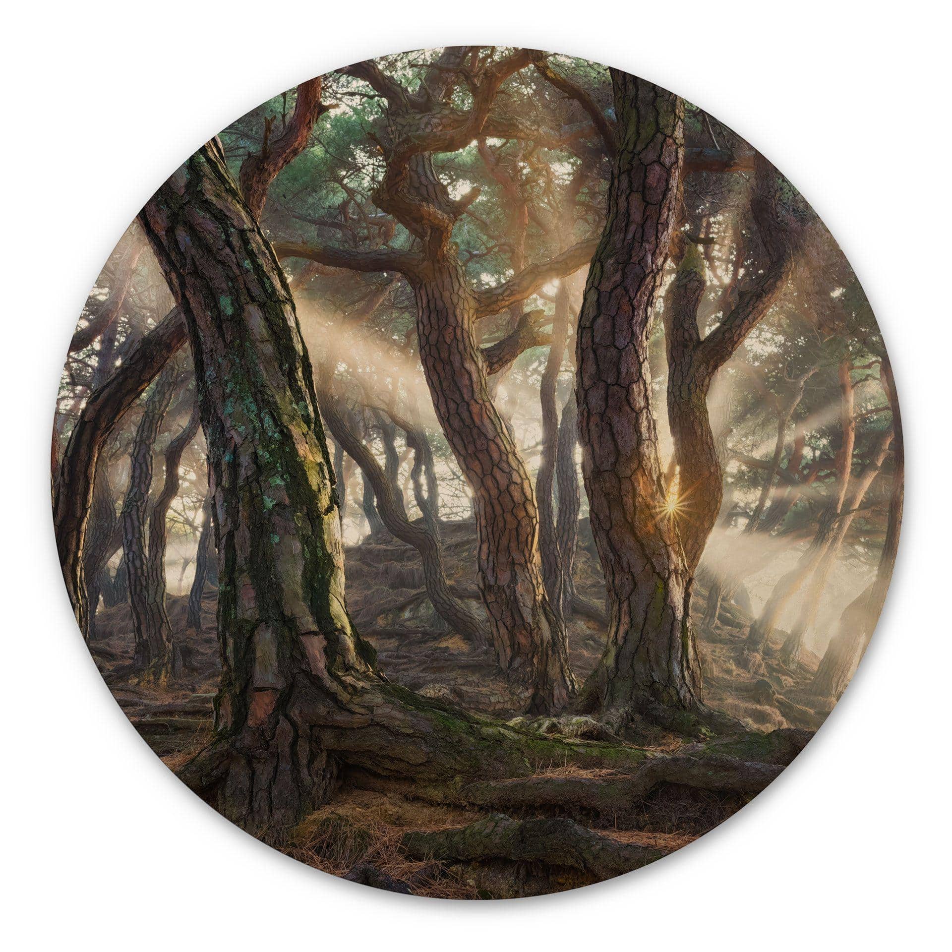 Cuadro de madera Bosque de pinos sagrados - Ryu - Redondo