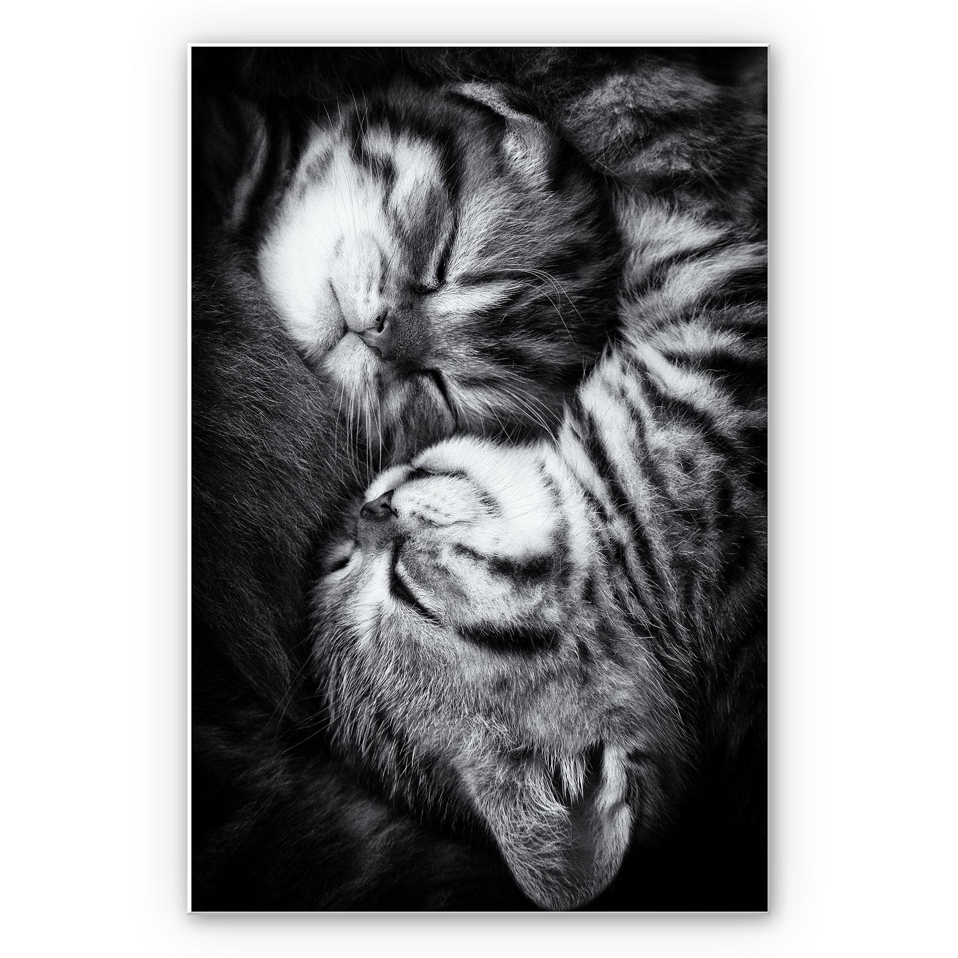 Tableau Forex - Jancova - Sweet Kitten