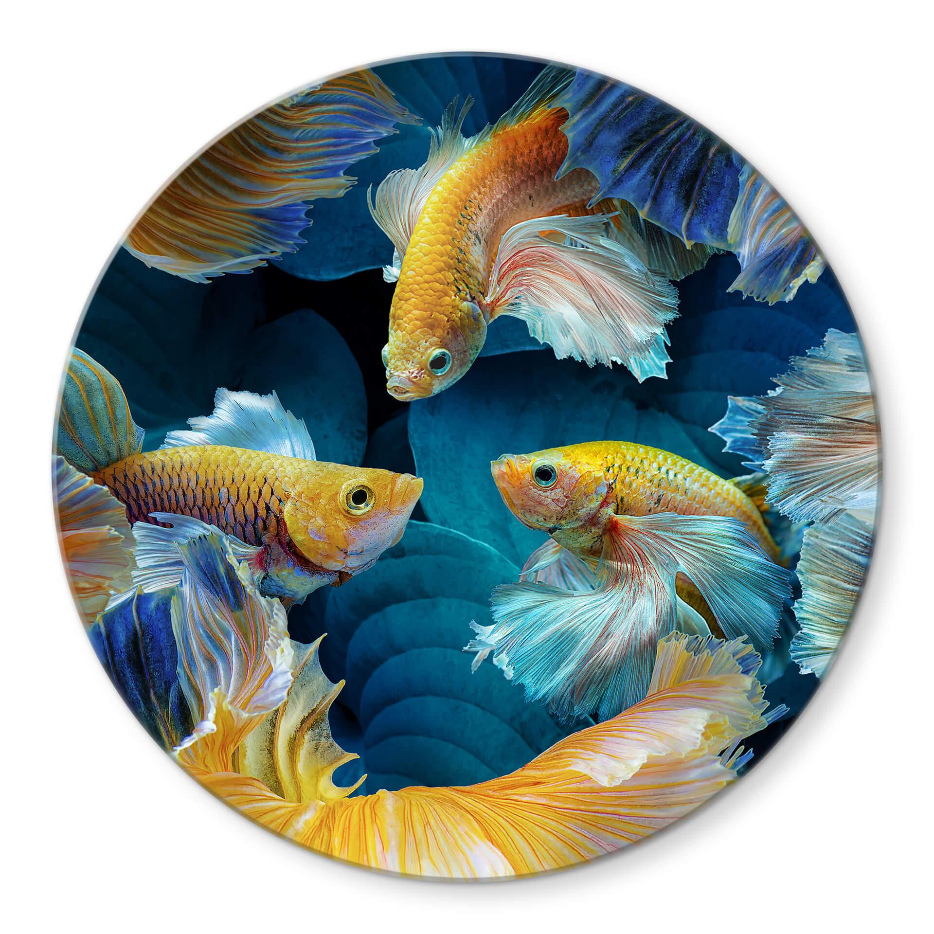 Tableau sur verre Egger - Poisson coloré