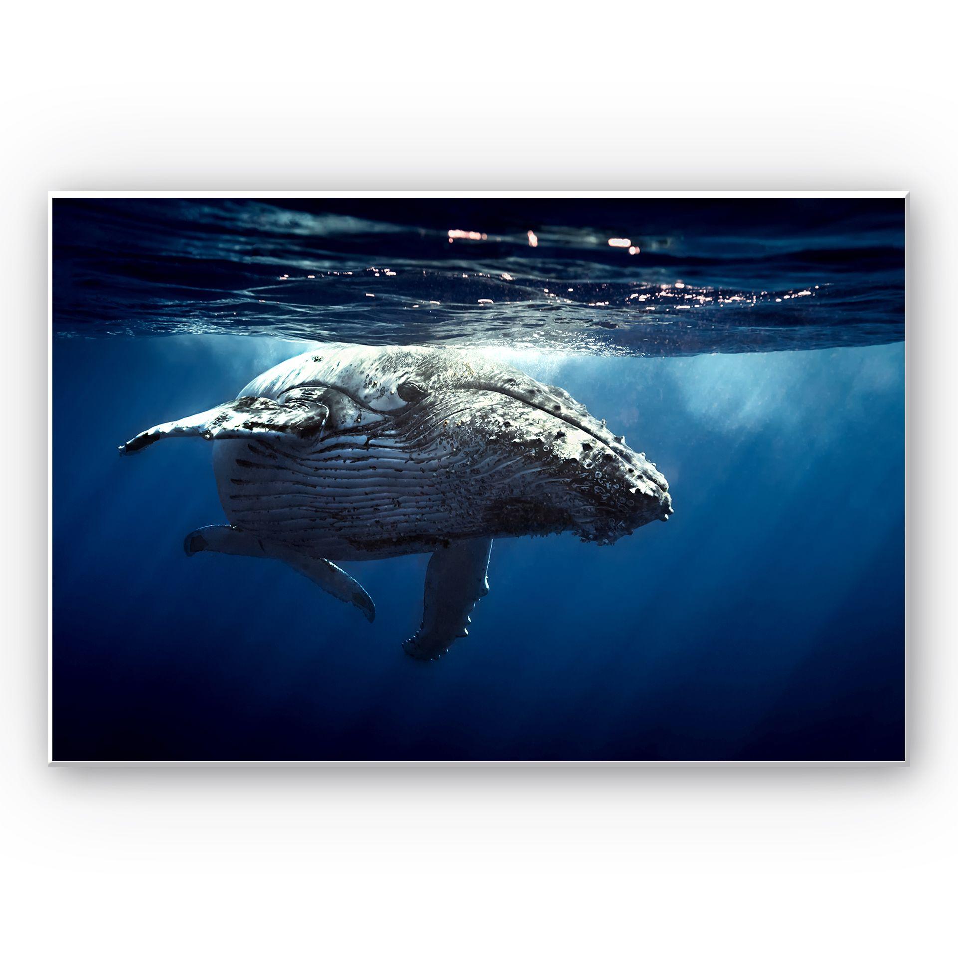 Tableau Forex - Baleine à bosse en plongée