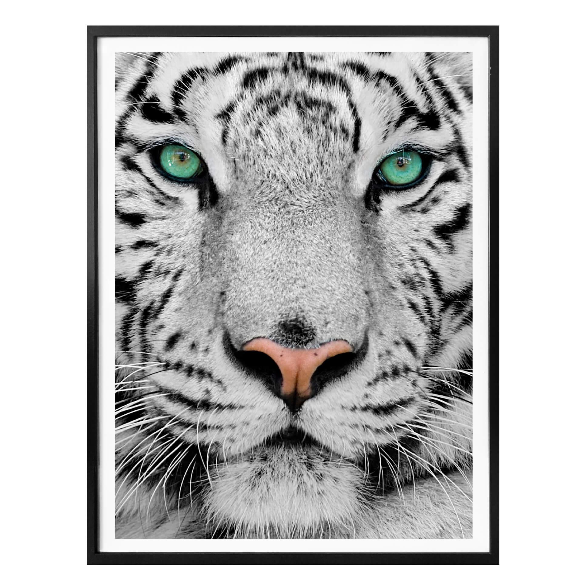 Plakat - Sumatratiger
