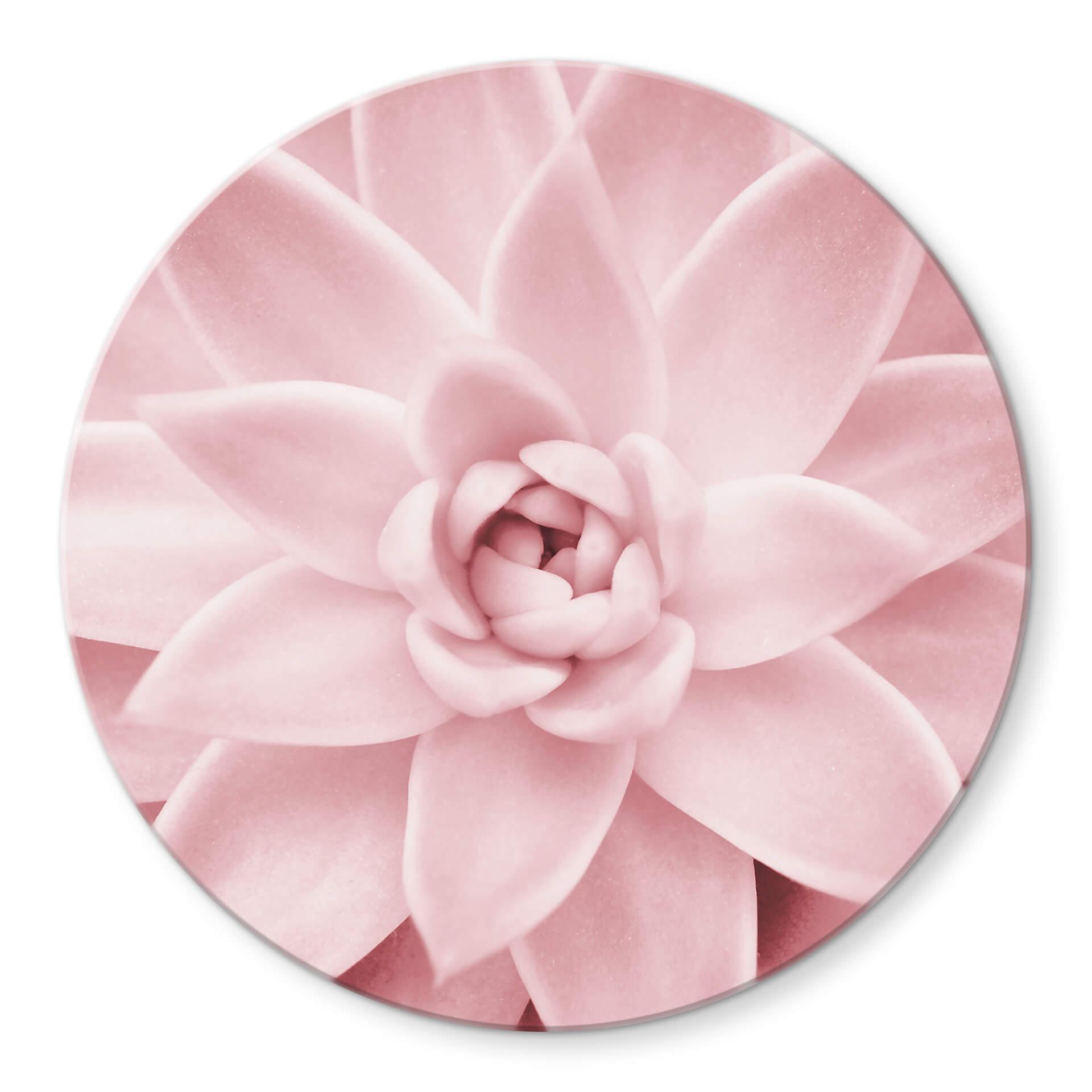 Tableau sur verre rond Sisi & Seb - Succulente rose