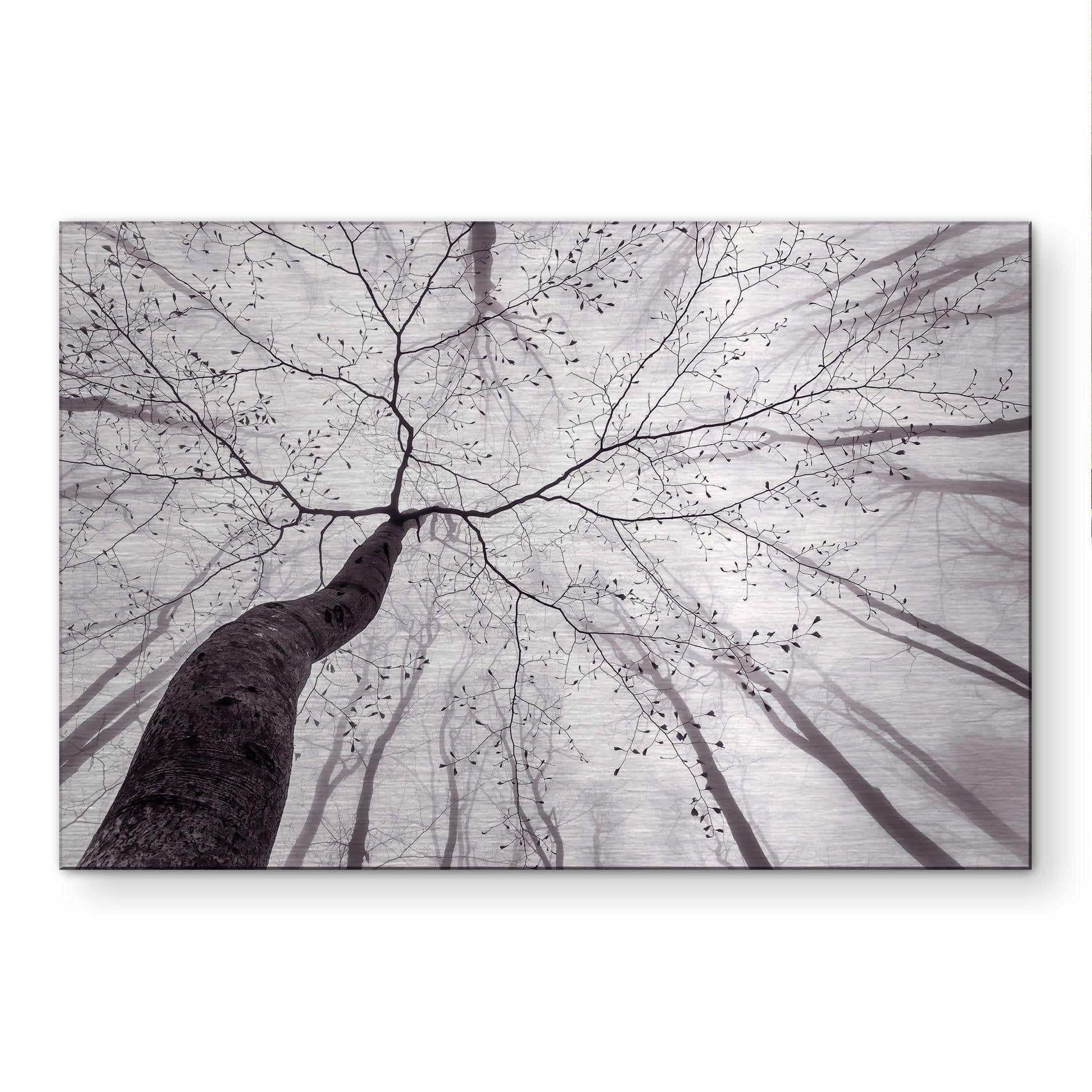 Alu-Dibond spazzolato con Effetto Oro, Argento e Rame - Uno sguardo tra le chiome degli alberi - Pavlasek
