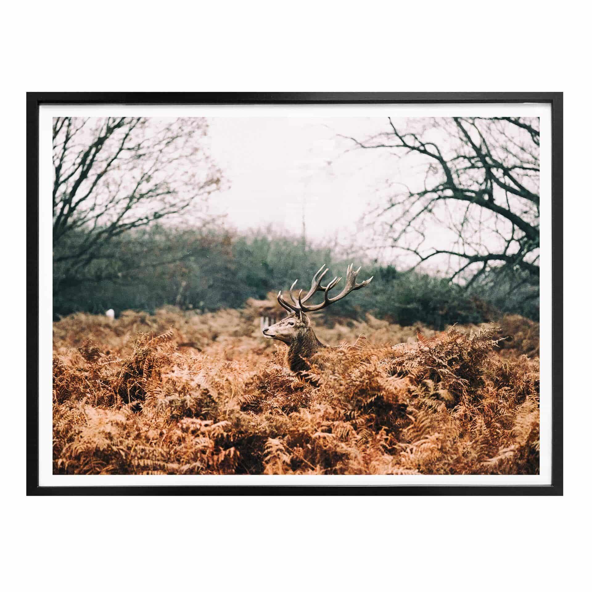 Poster Dans la forêt