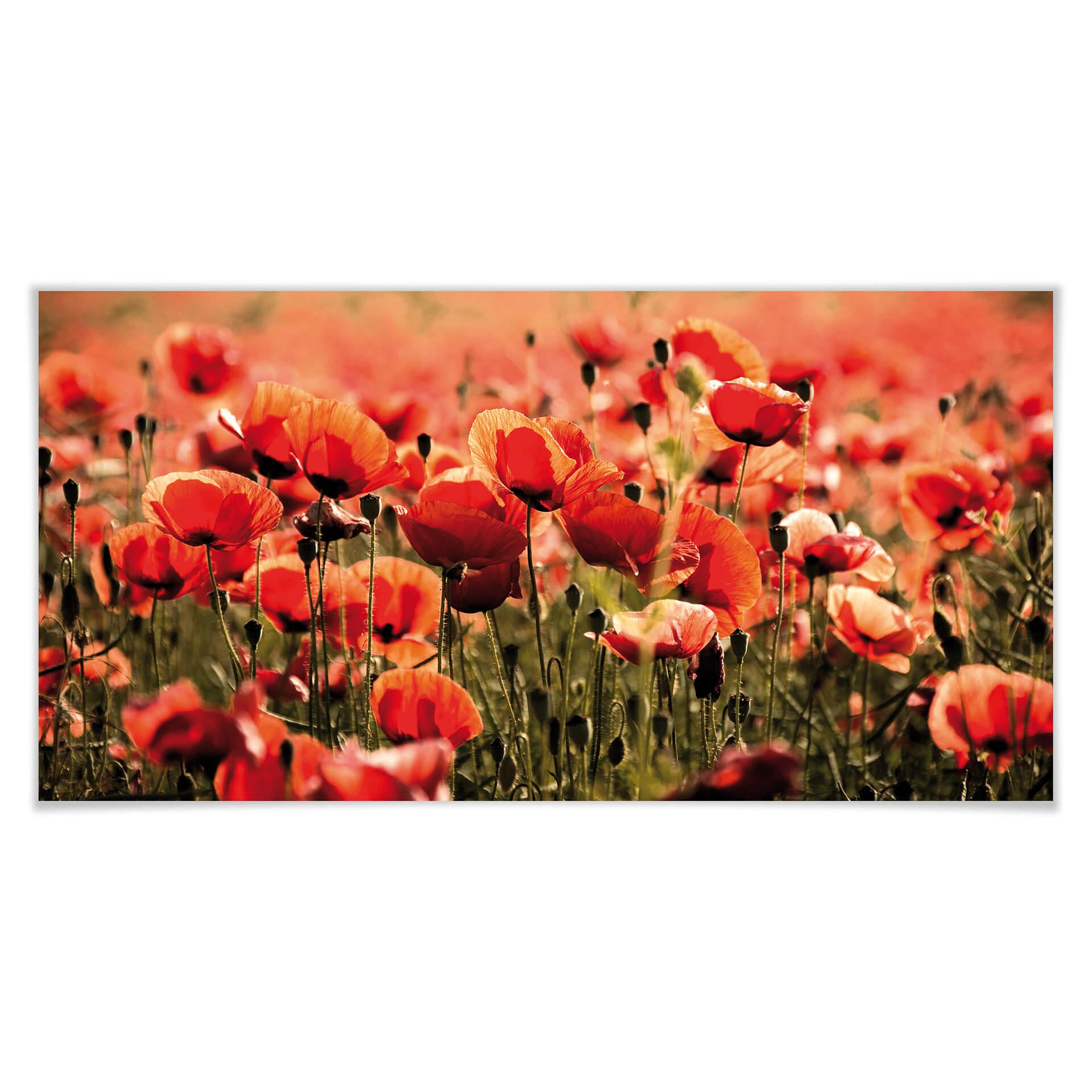 Poster Champ de coquelicots - Panorama
