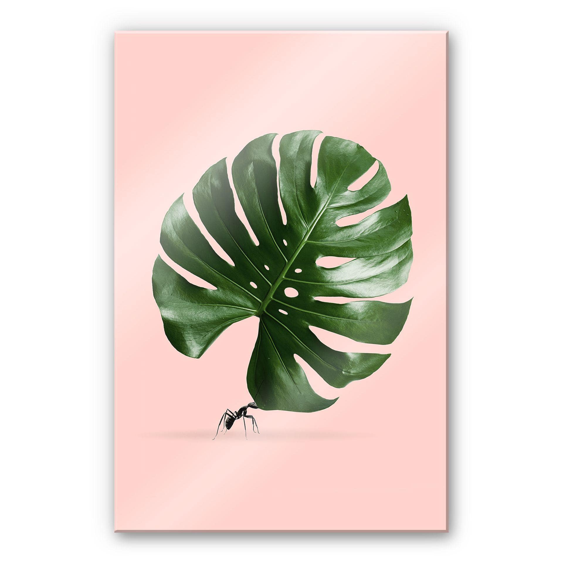 Akrylbillede Løs - Monstera Ant