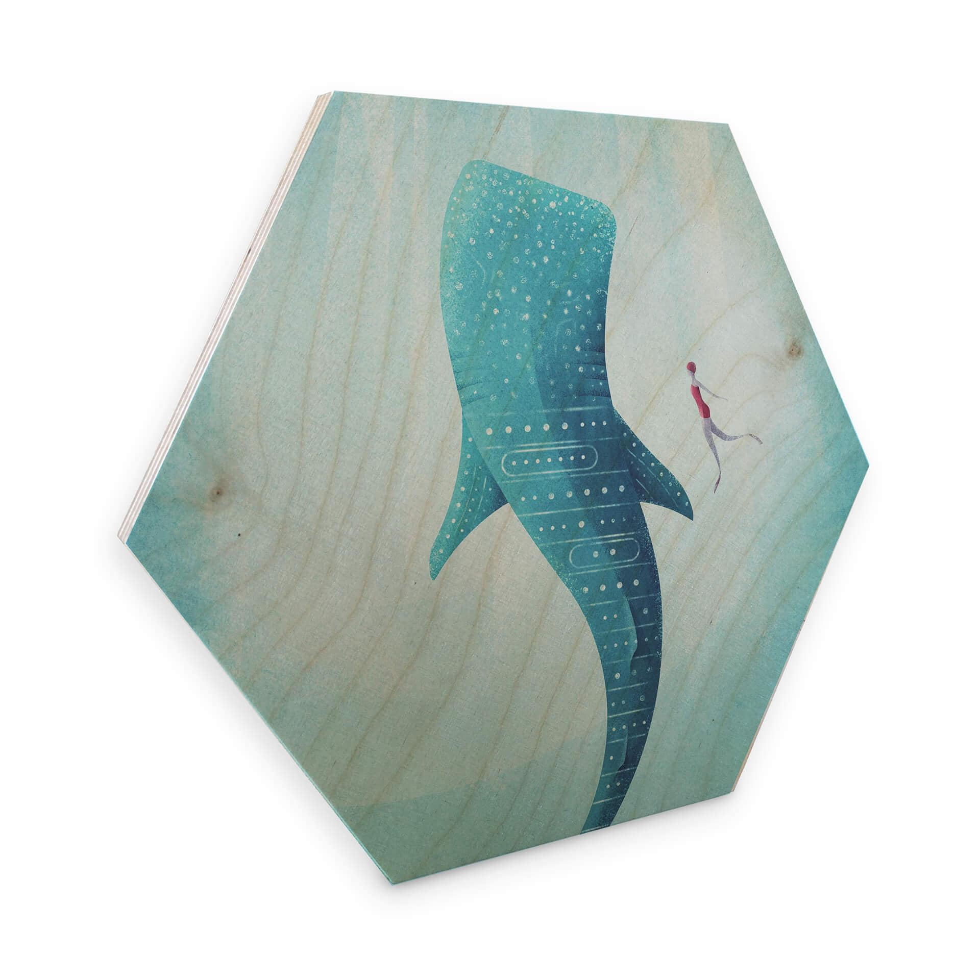 Hexagone - Placage bois de bouleau - Rivers - Le requin baleine