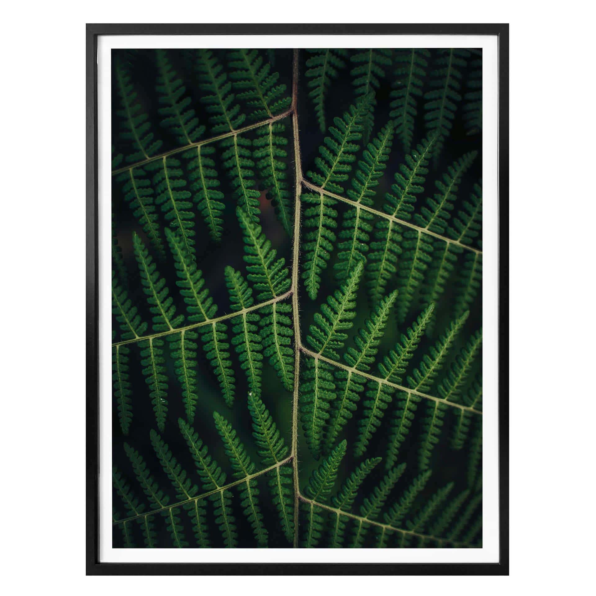 Plakat - Botanical 03