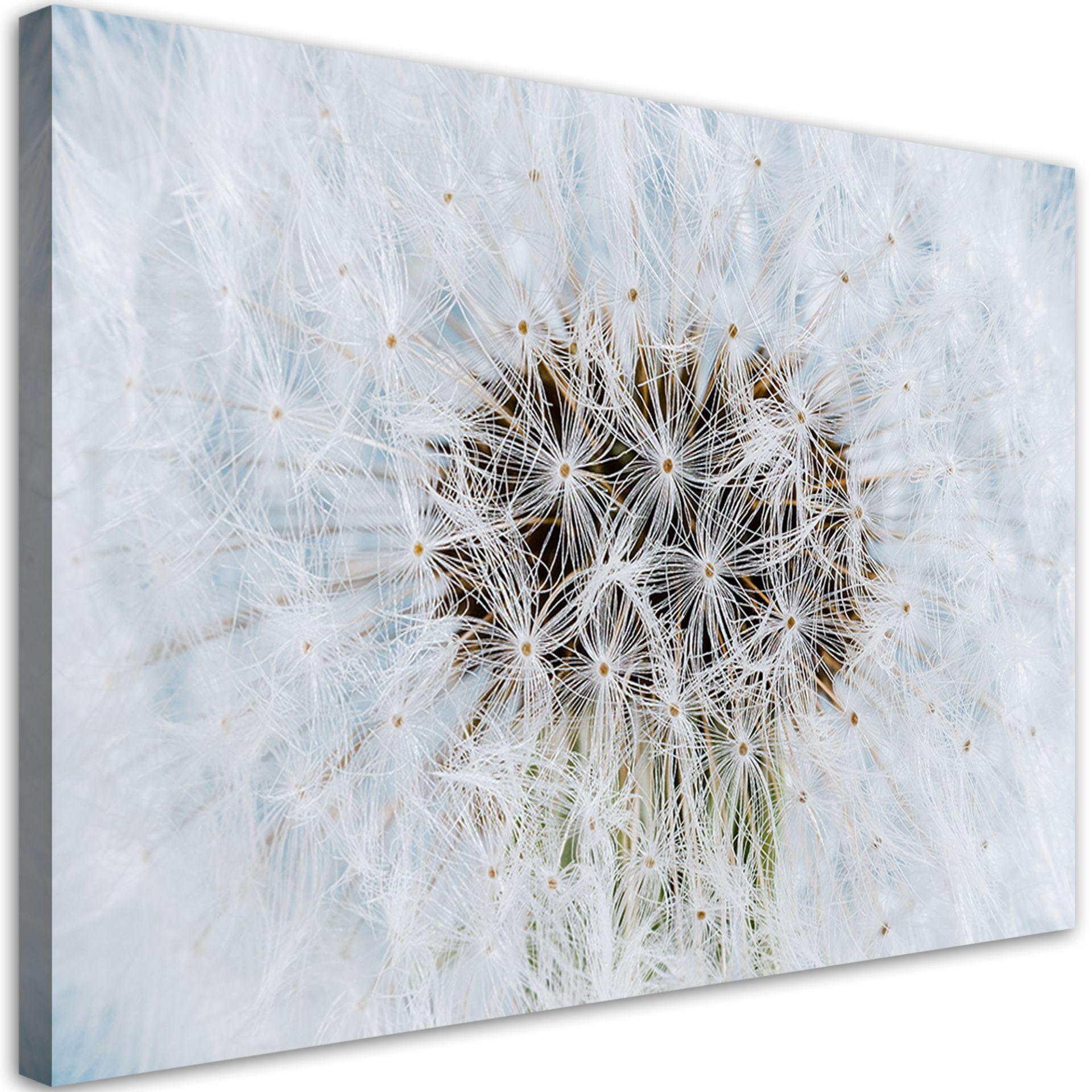 Canvasbillede, Hvide mælkebøtteplanter