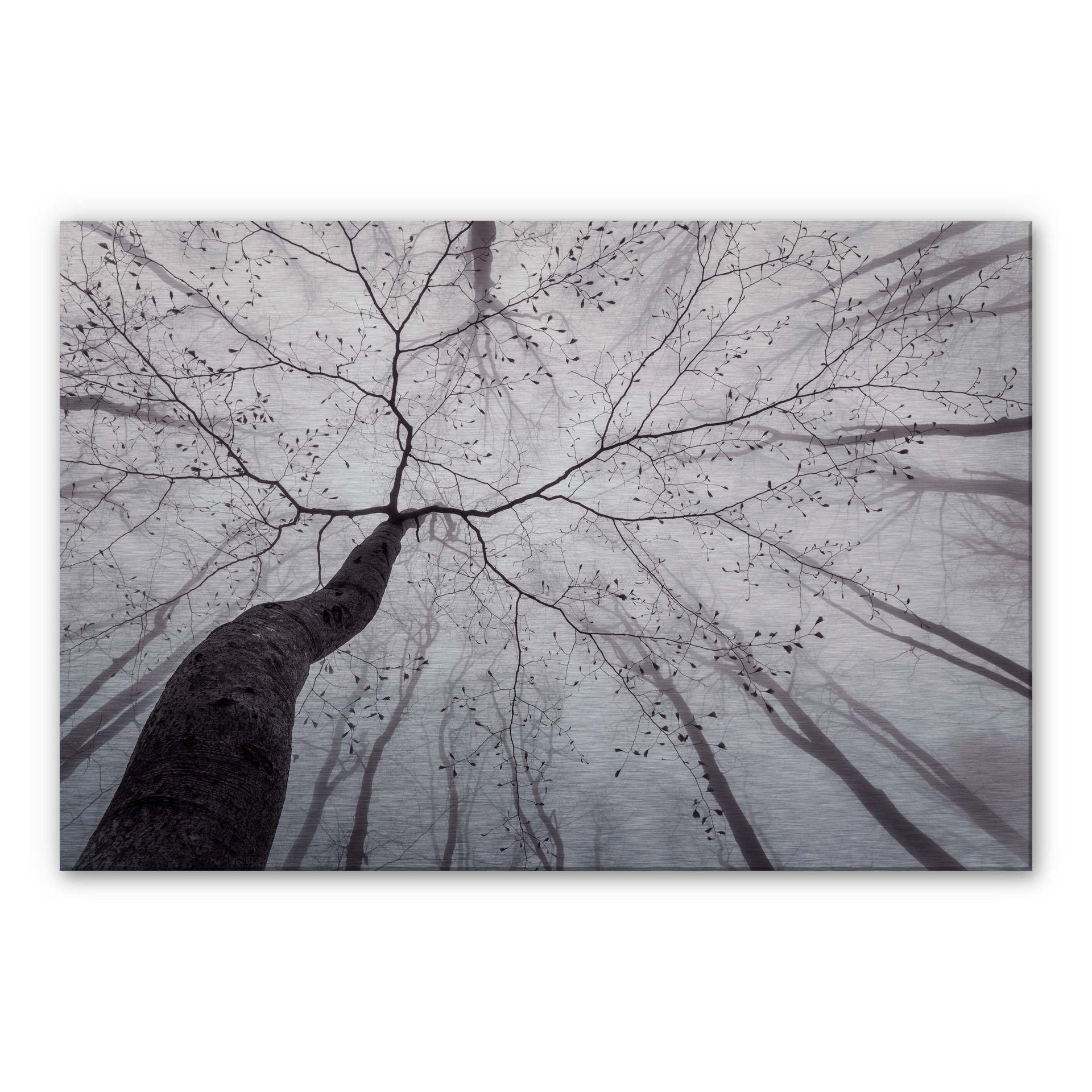 Tableau en Alu-Dibond effet argenté Pavlasek - Vers la cime des arbres