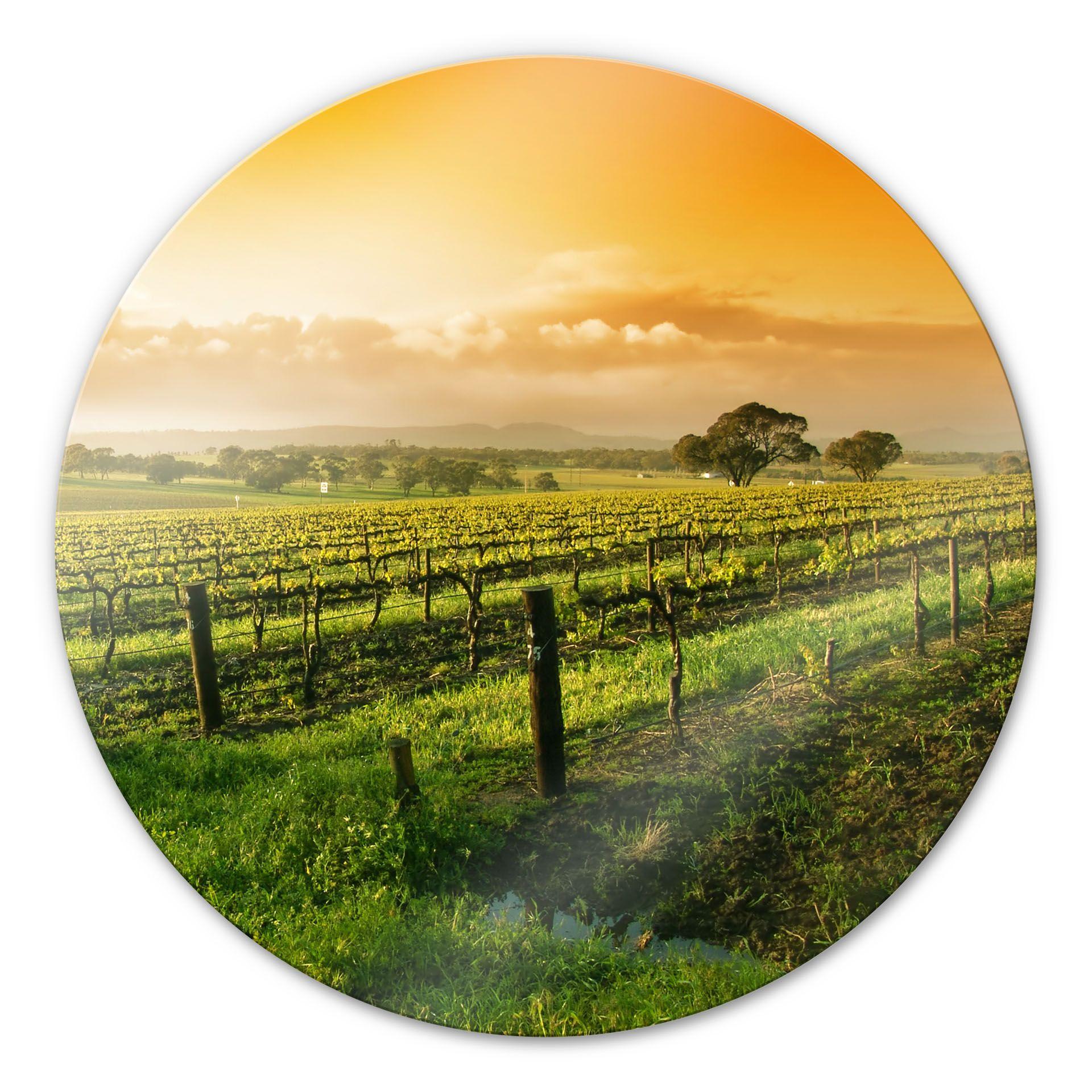 Tableau en verre - Vignes sous le coucher de soleil - Rond