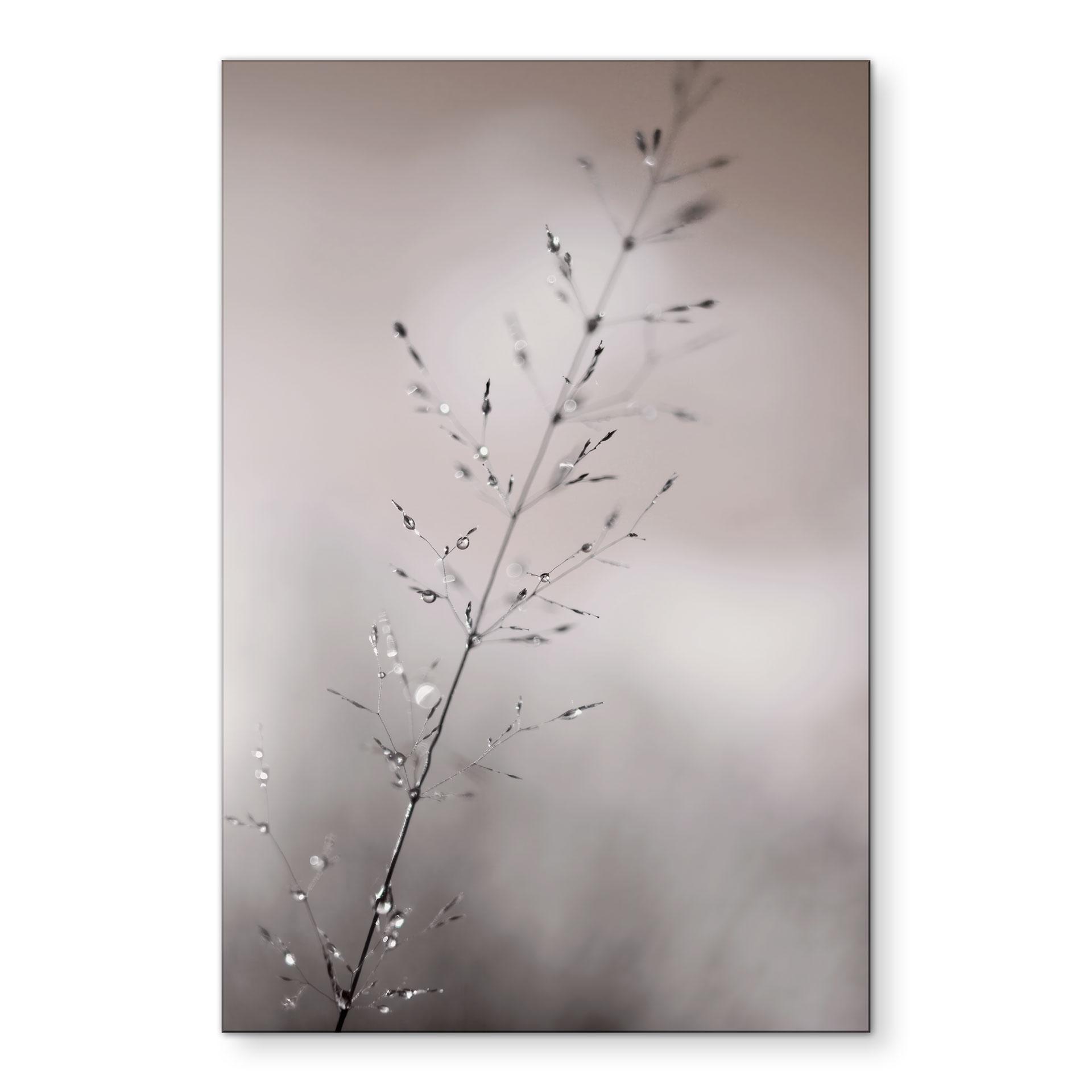 Fototapet Græsstrå med dugdråber - Sillen – print på aluminium (Alu-Dibond)