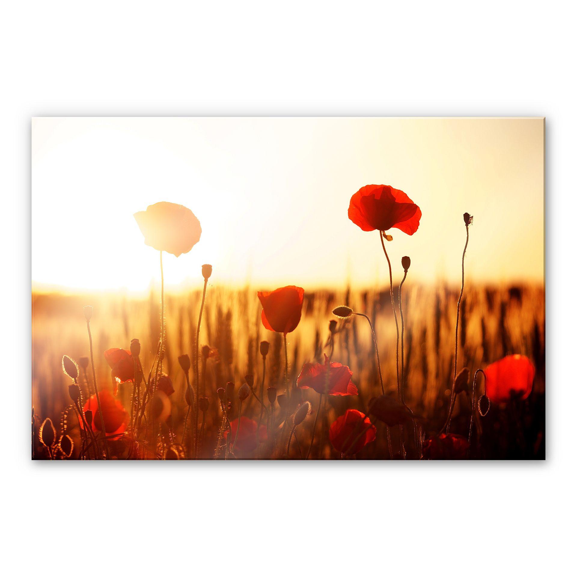 Tableau en verre acrylique - Soleil dans champ de coquelicots