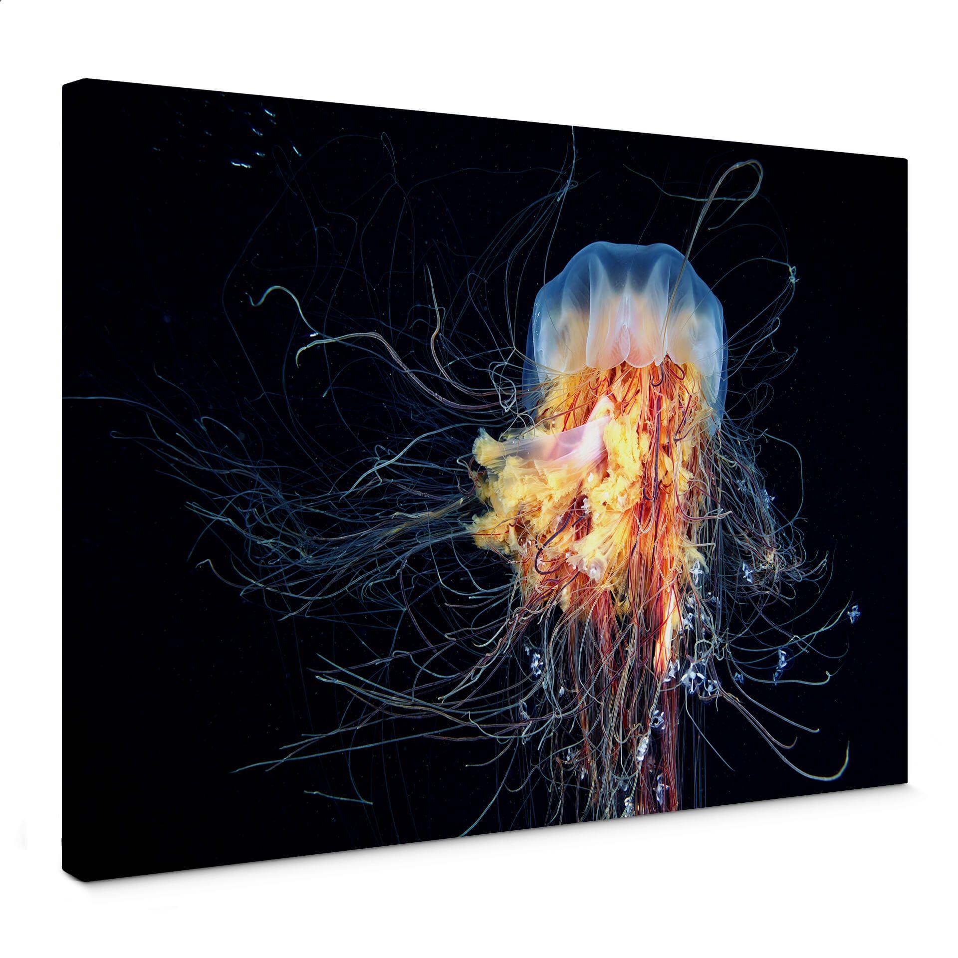 Canvasbillede - Semenov - Amazing Jellyfish