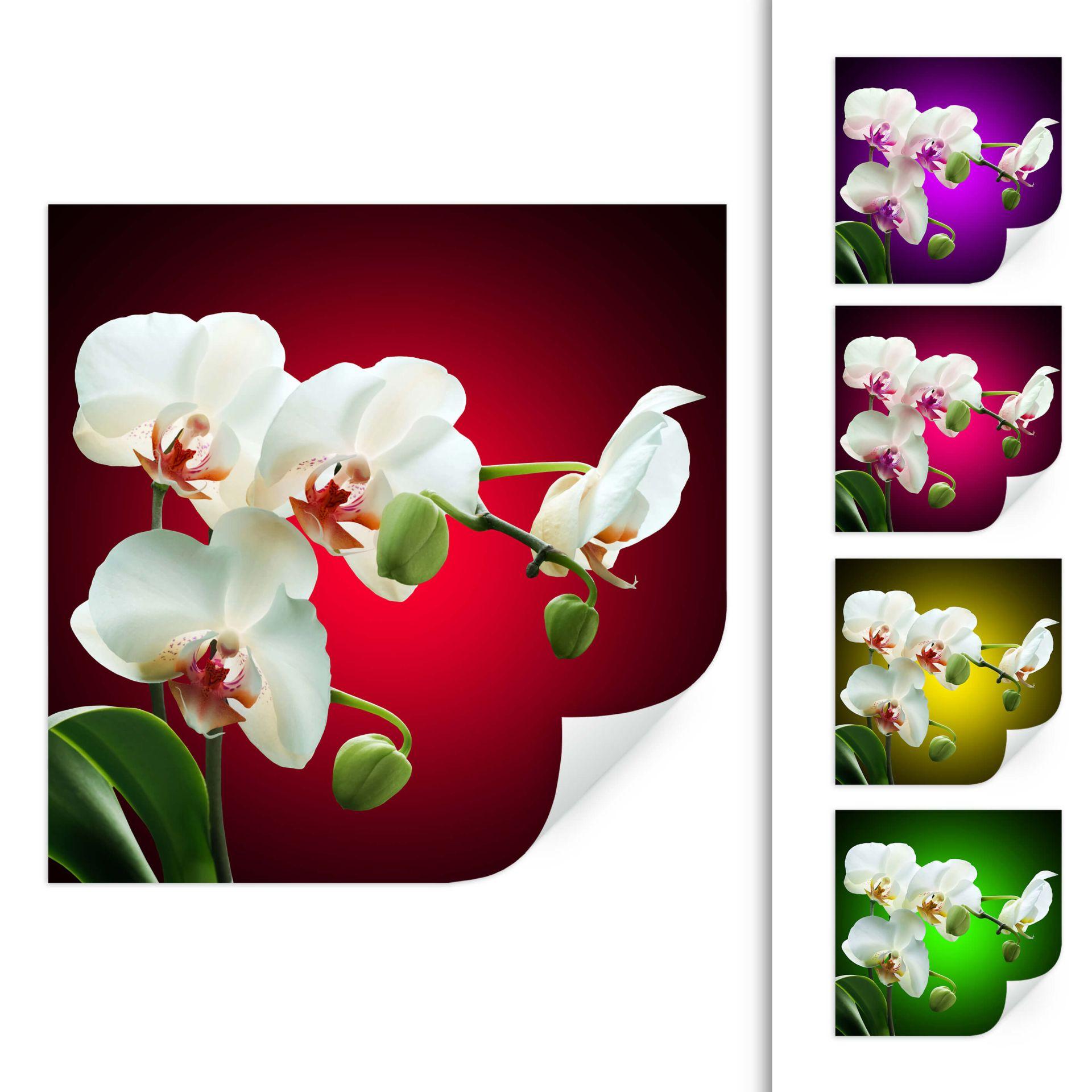 Zelfklevende Poster  Beautiful Orchid