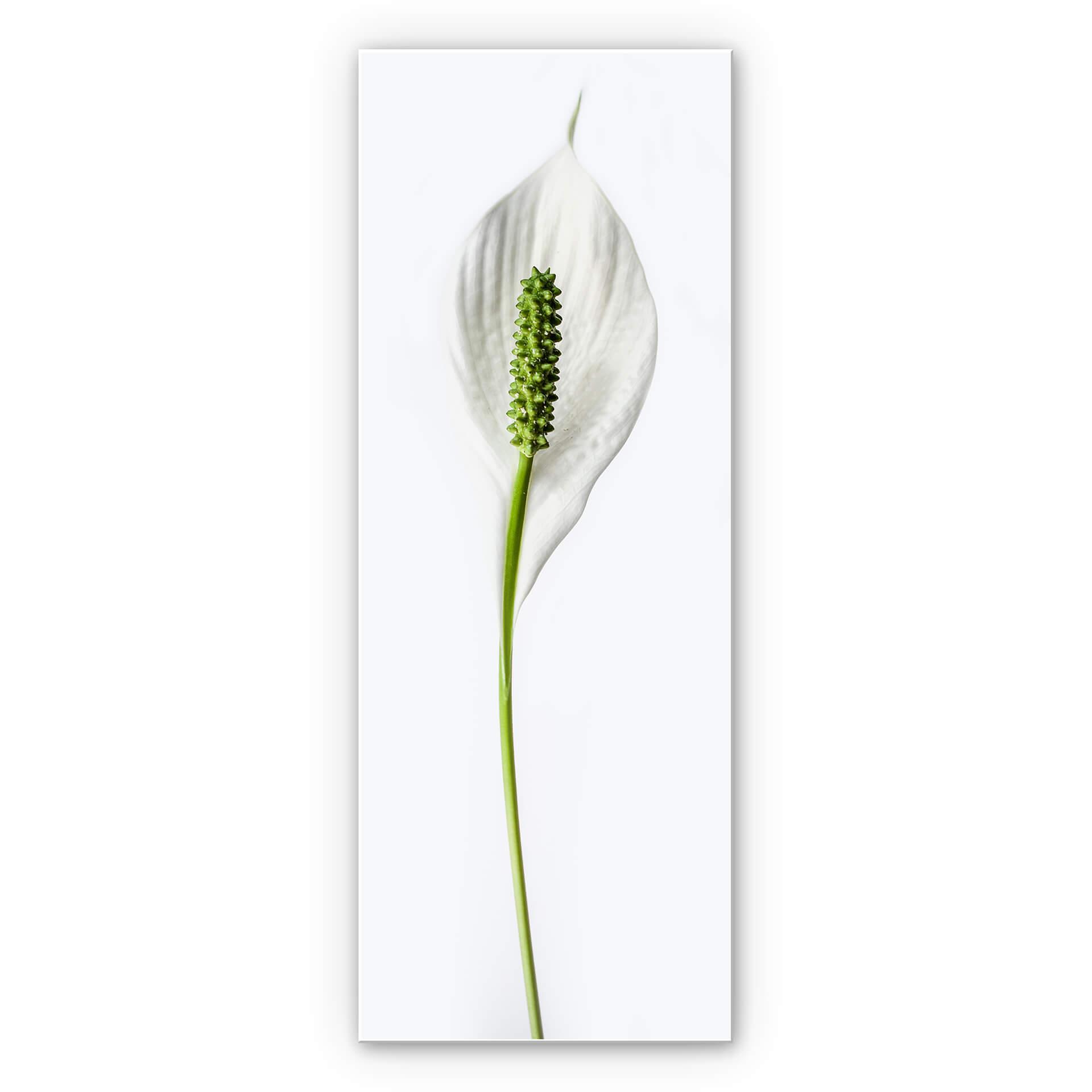 Wanddecoratie Peace Lily