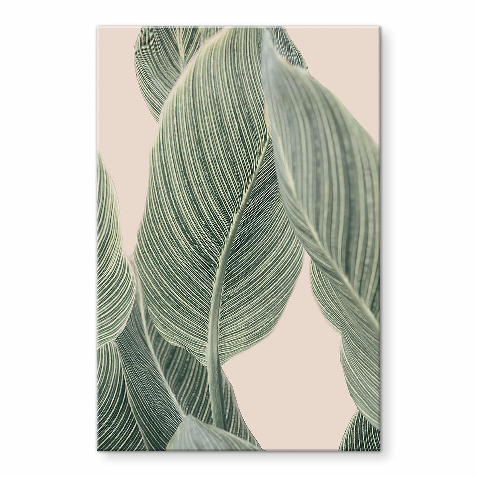 Akrylbillede Calathea-plante - Sisi & Seb