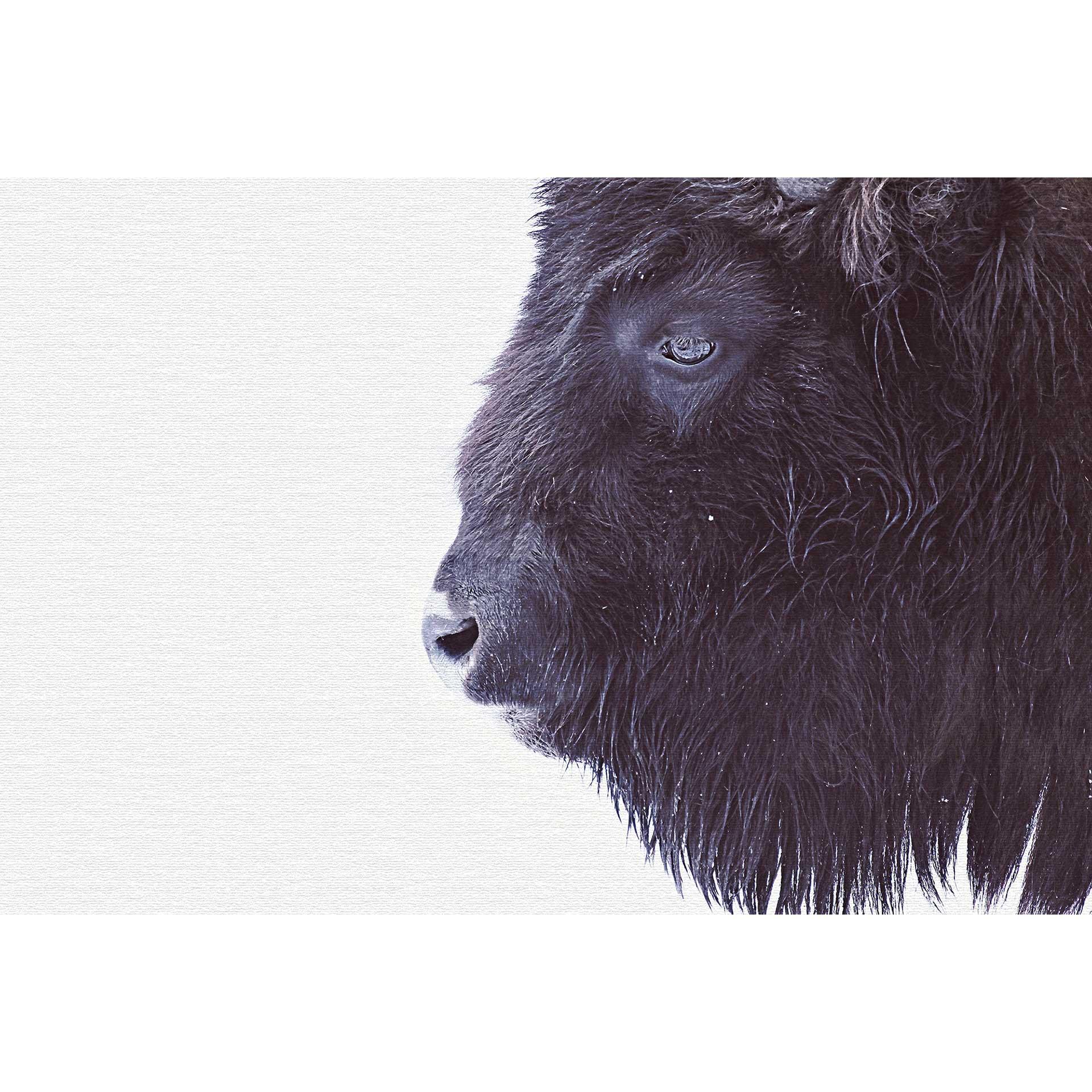 Livingwalls papier peint photo ARTist Black Buffalo
