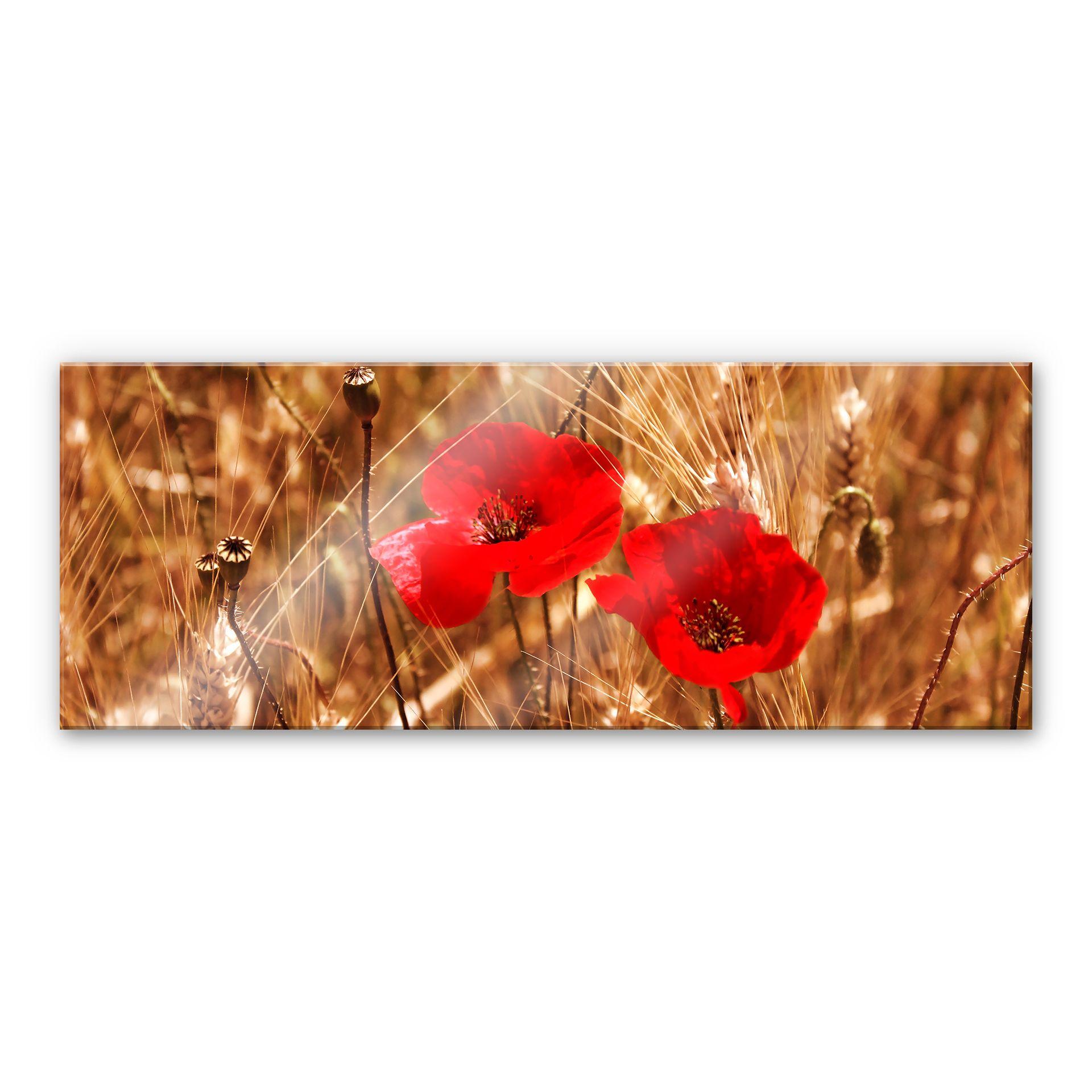 Tableau en verre acrylique - Coquelicots dans le champ - Panorama