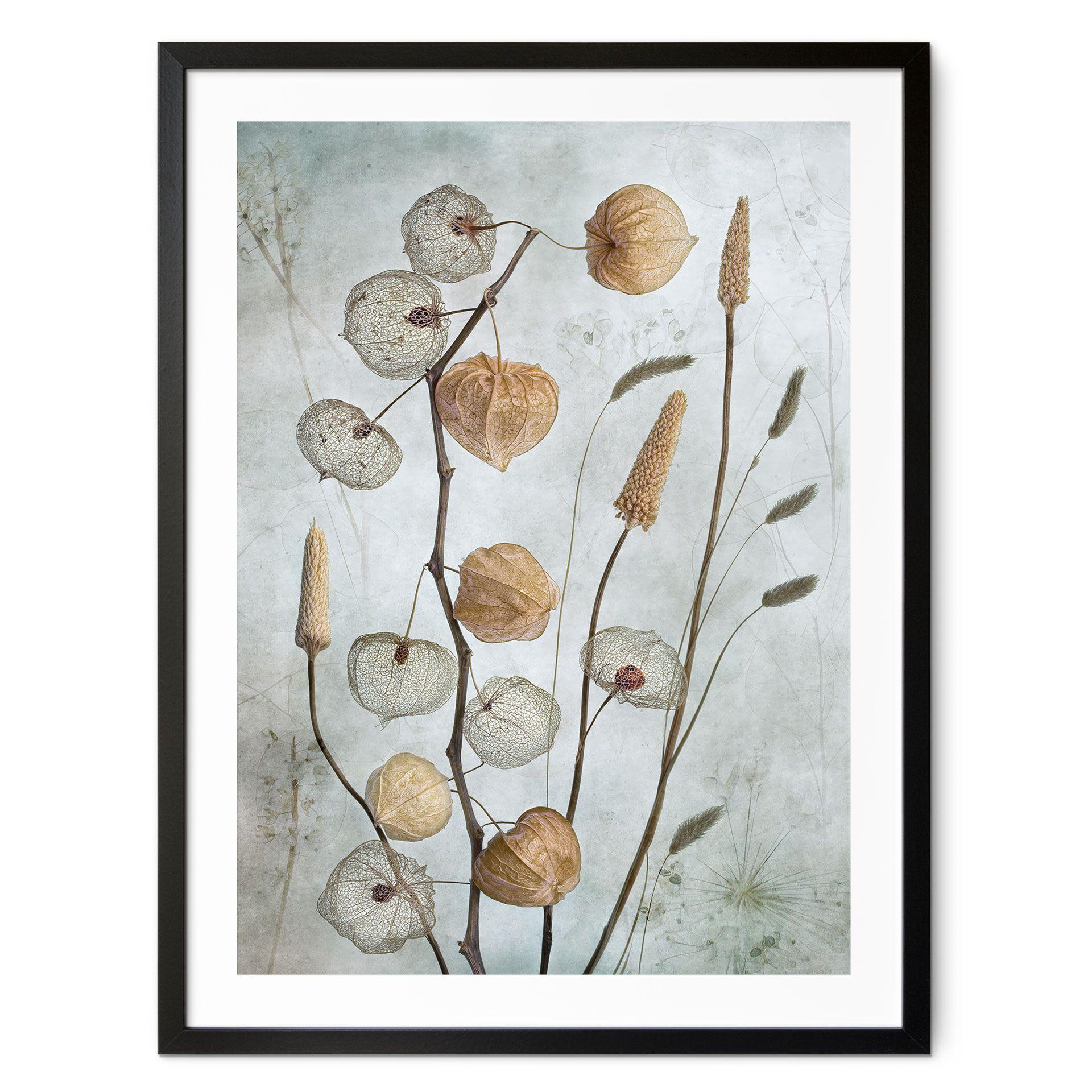 Plakat Tørrede lanterneblomster - Disher